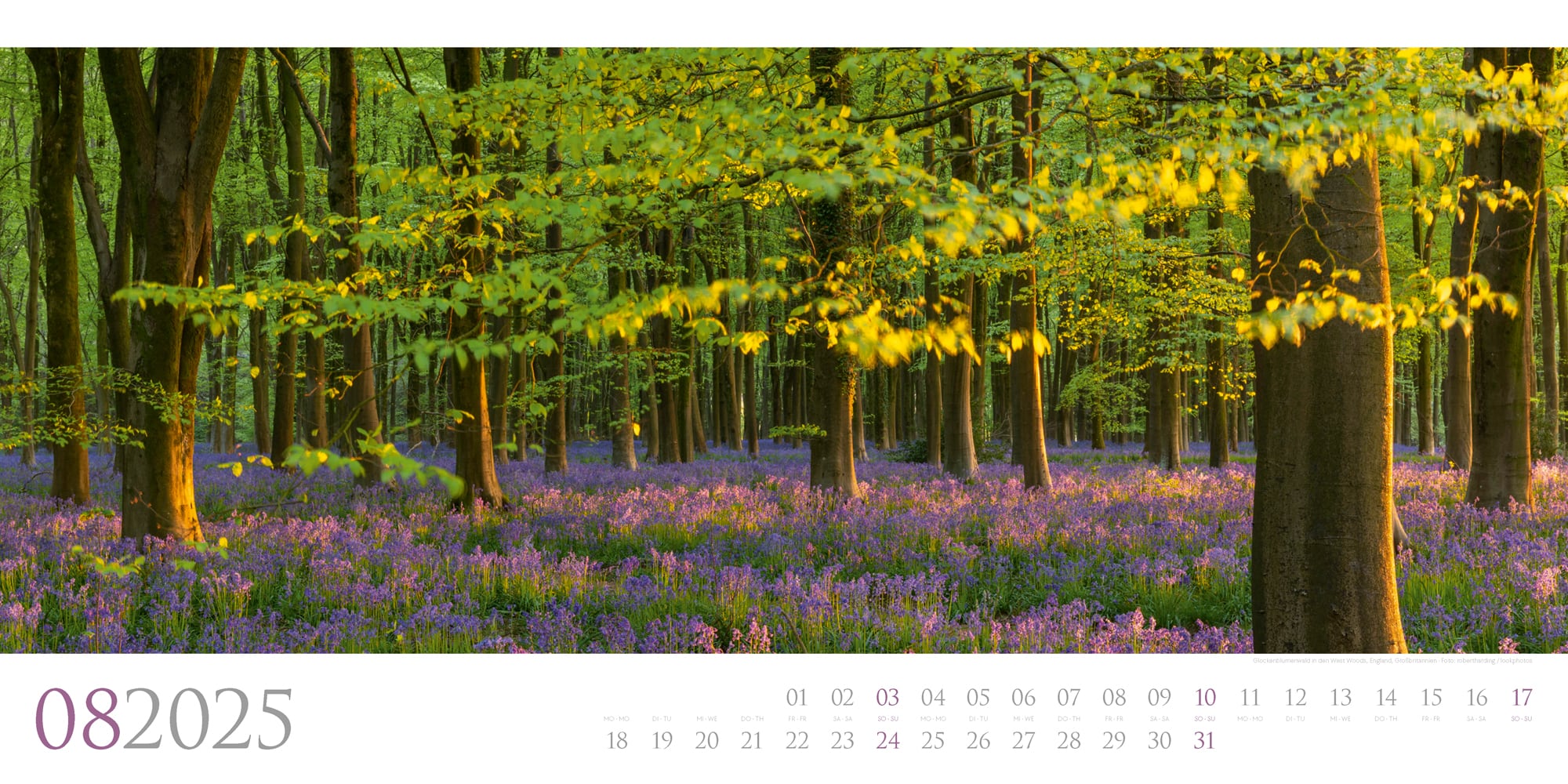 Ackermann Kalender Wilde Wälder 2025 - Innenansicht 08