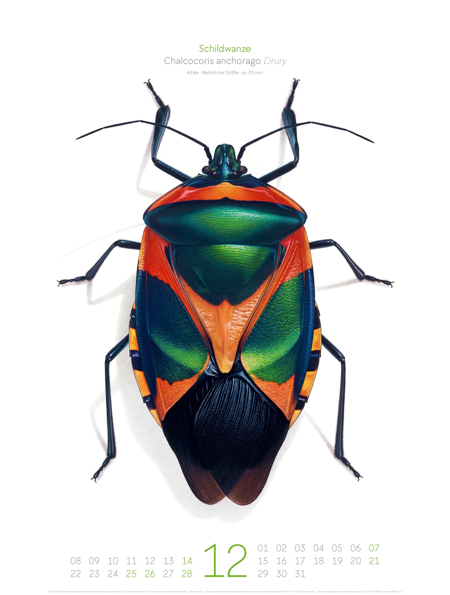 Ackermann Calendar Bugs Life 2025  - Inside View 12