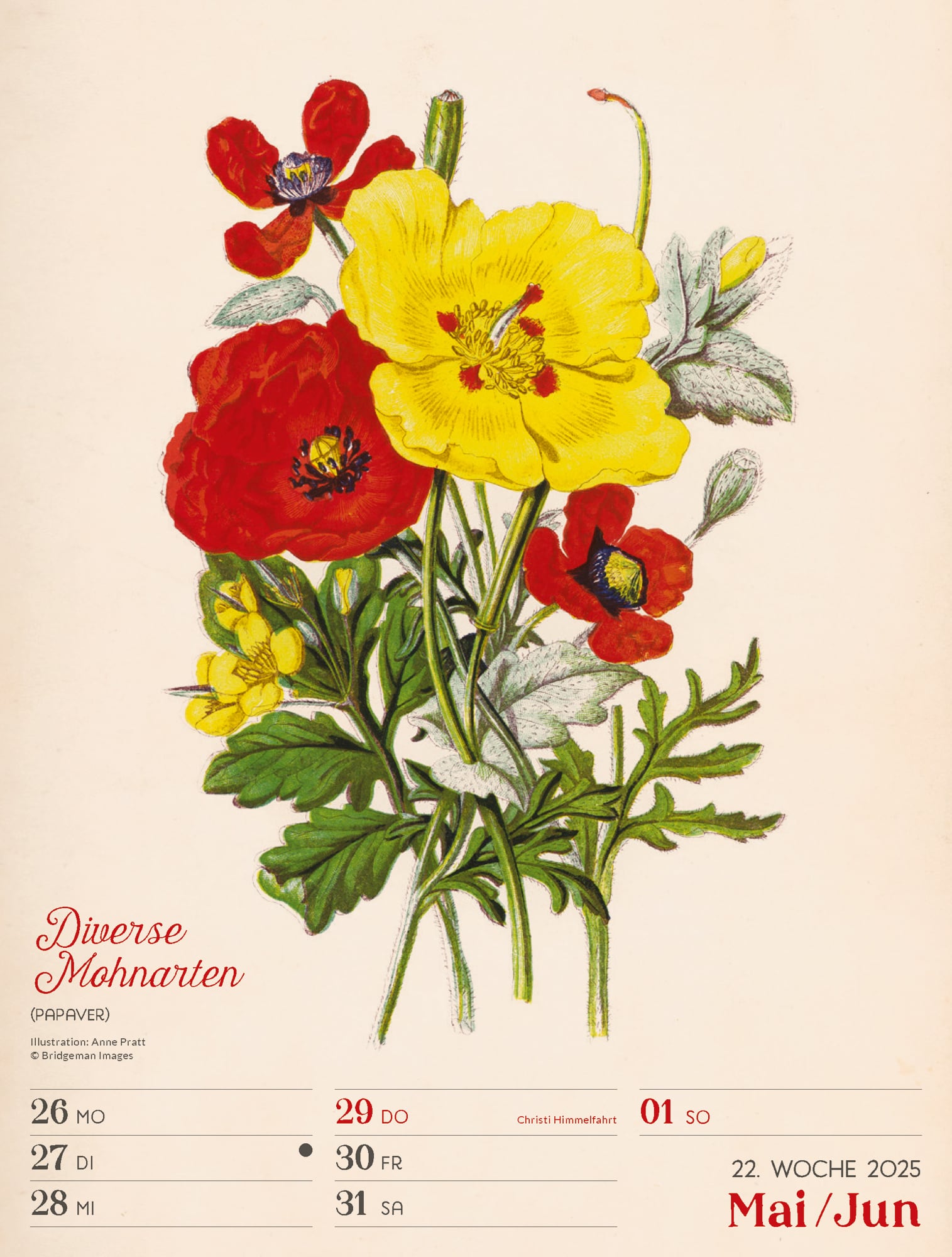 Ackermann Calendar Ars Floralis 2025 - Weekly Planner - Inside View 25