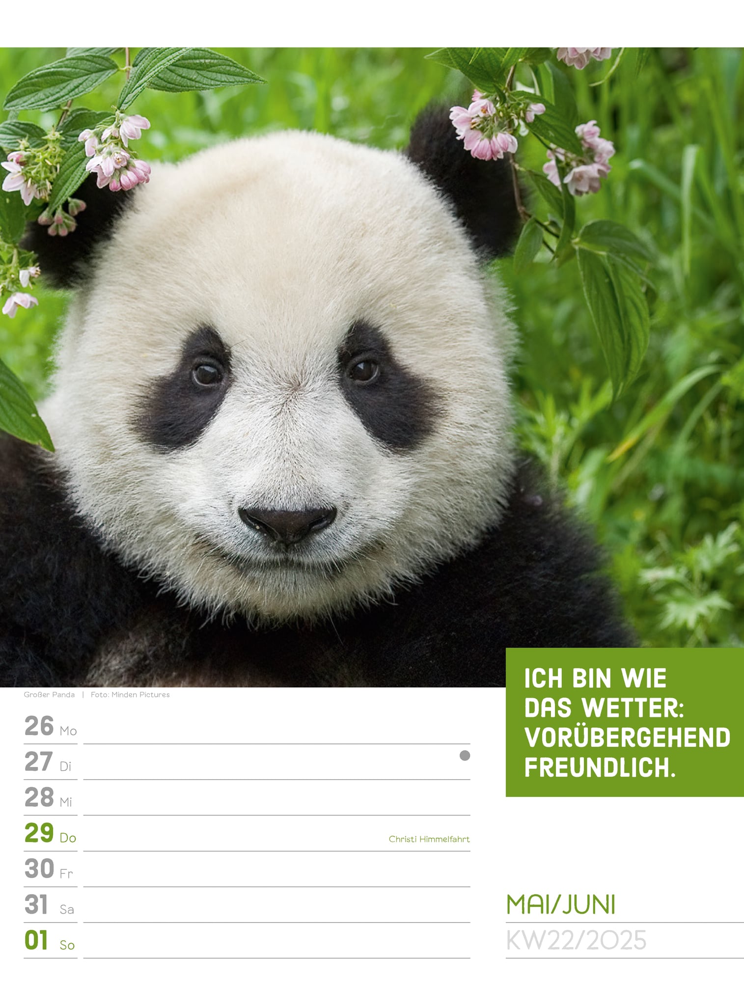 Ackermann Calendar Animals 2025 - Weekly Planner - Inside View 25