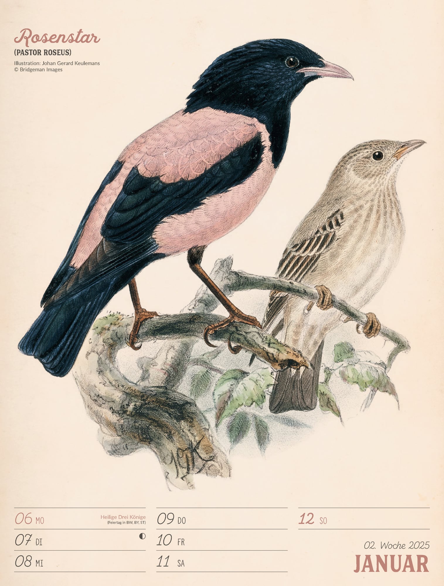 Ackermann Calendar The wonderful World of Birds 2025 - Weekly Planner - Inside View 03