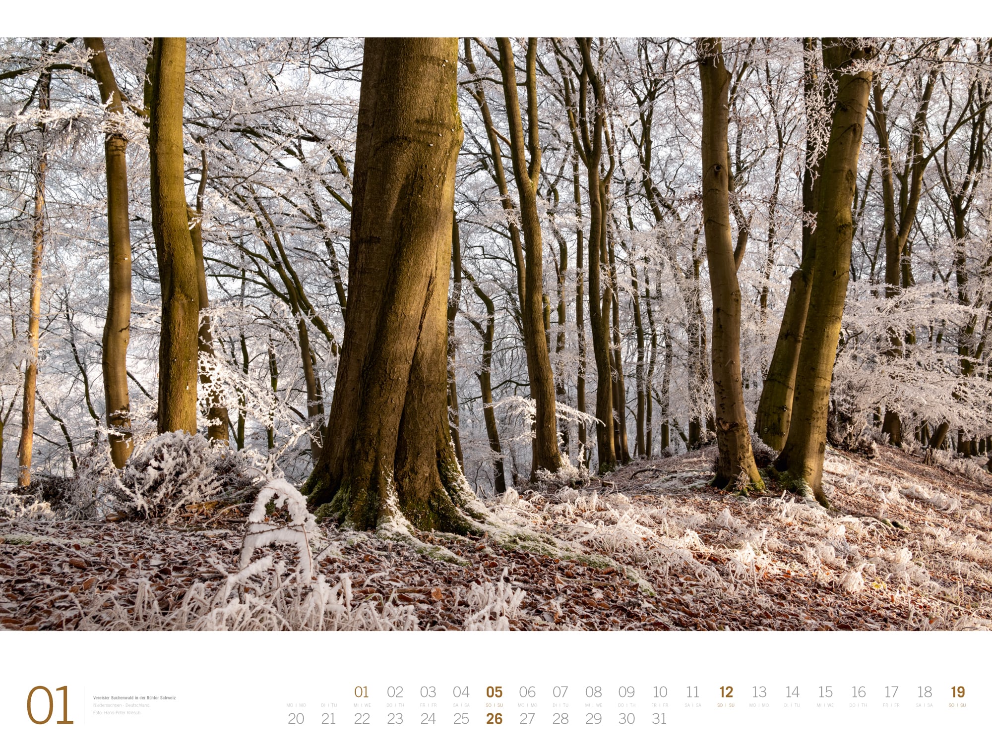 Ackermann Calendar Forest - Gallery 2025 - Inside View 01