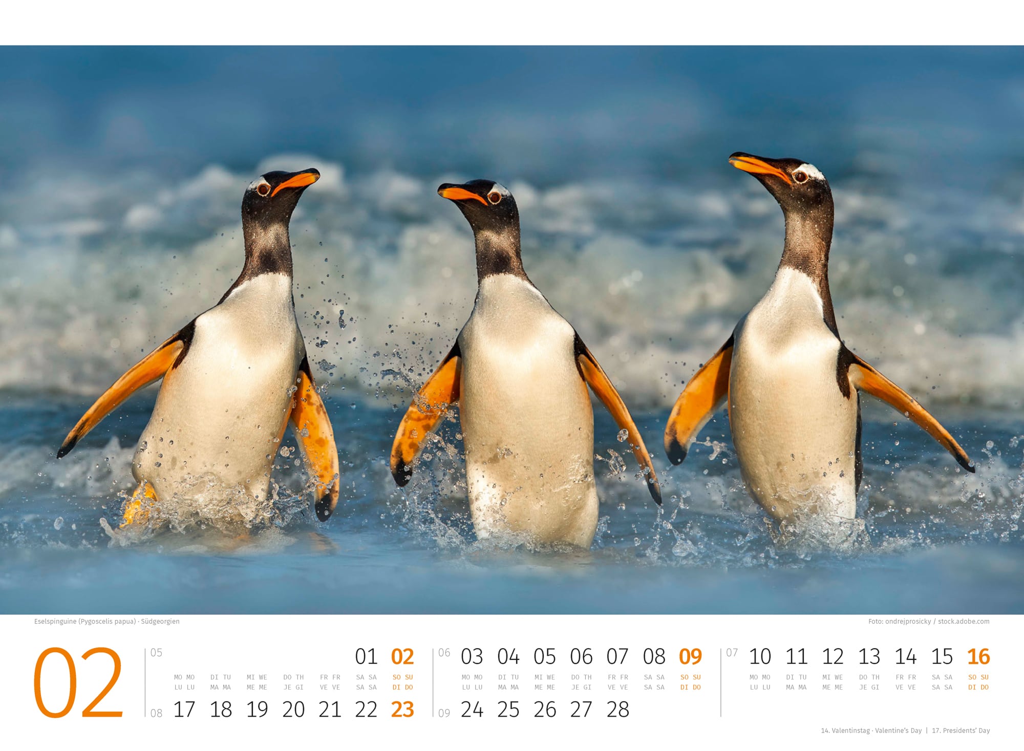 Ackermann Calendar Penguins 2025 - Inside View 02