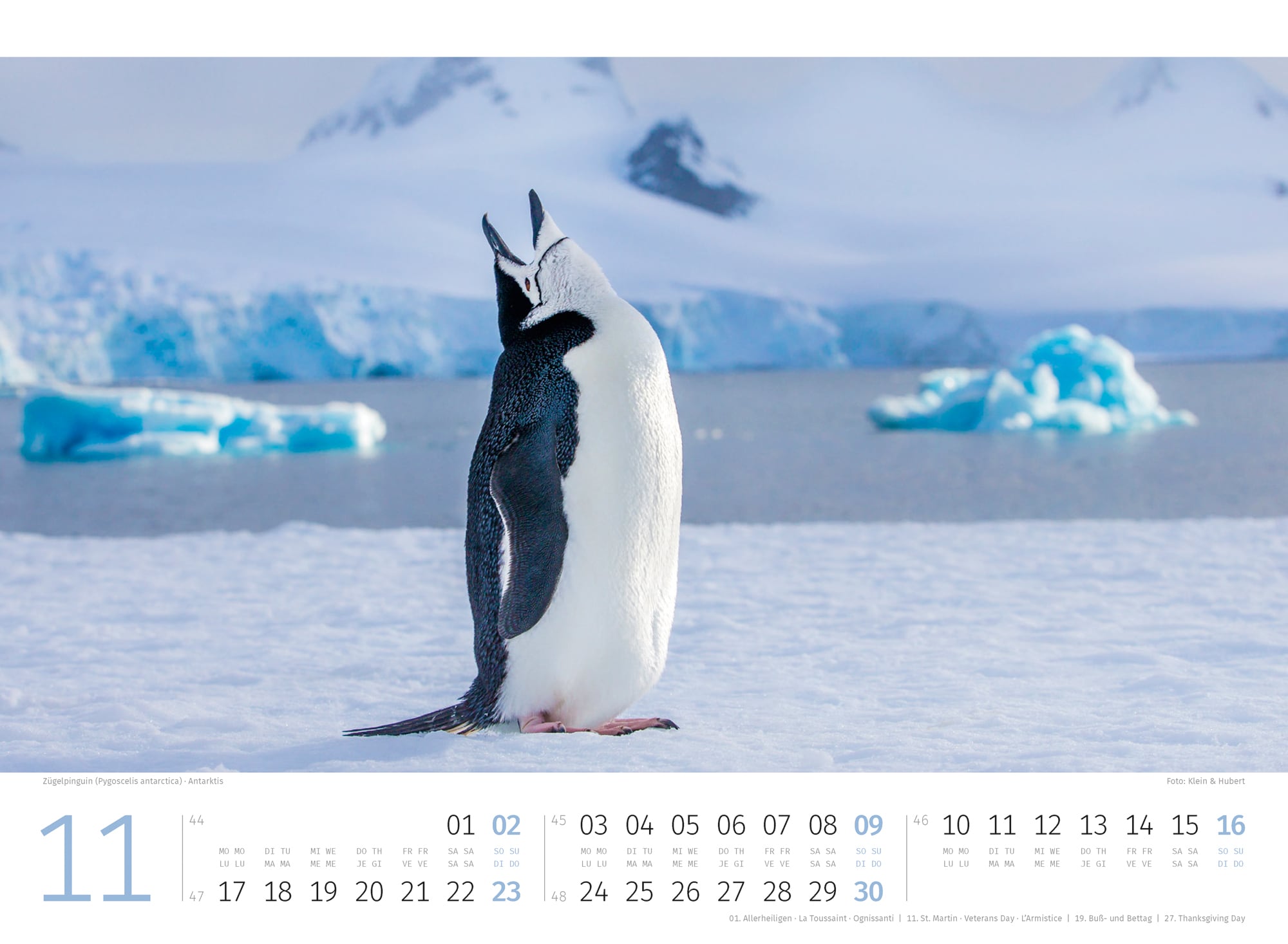 Ackermann Kalender Pinguine 2025 - Innenansicht 11