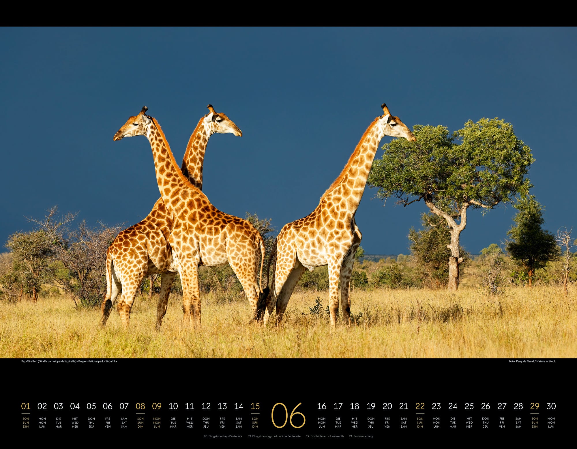 Ackermann Calendar Wild Africa 2025 - Inside View 06