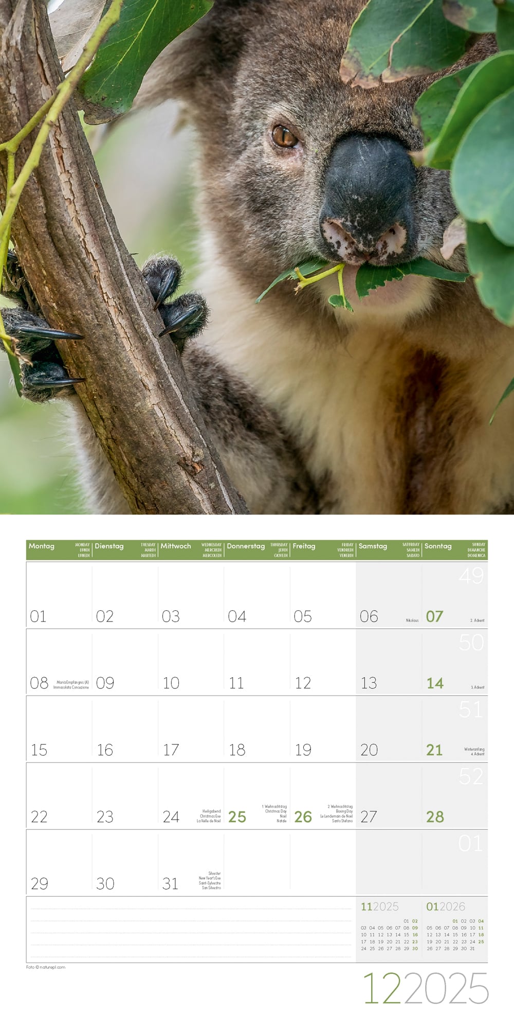 Art12 Collection Kalender Koalas 2025 - 30x30 - Innenansicht 12