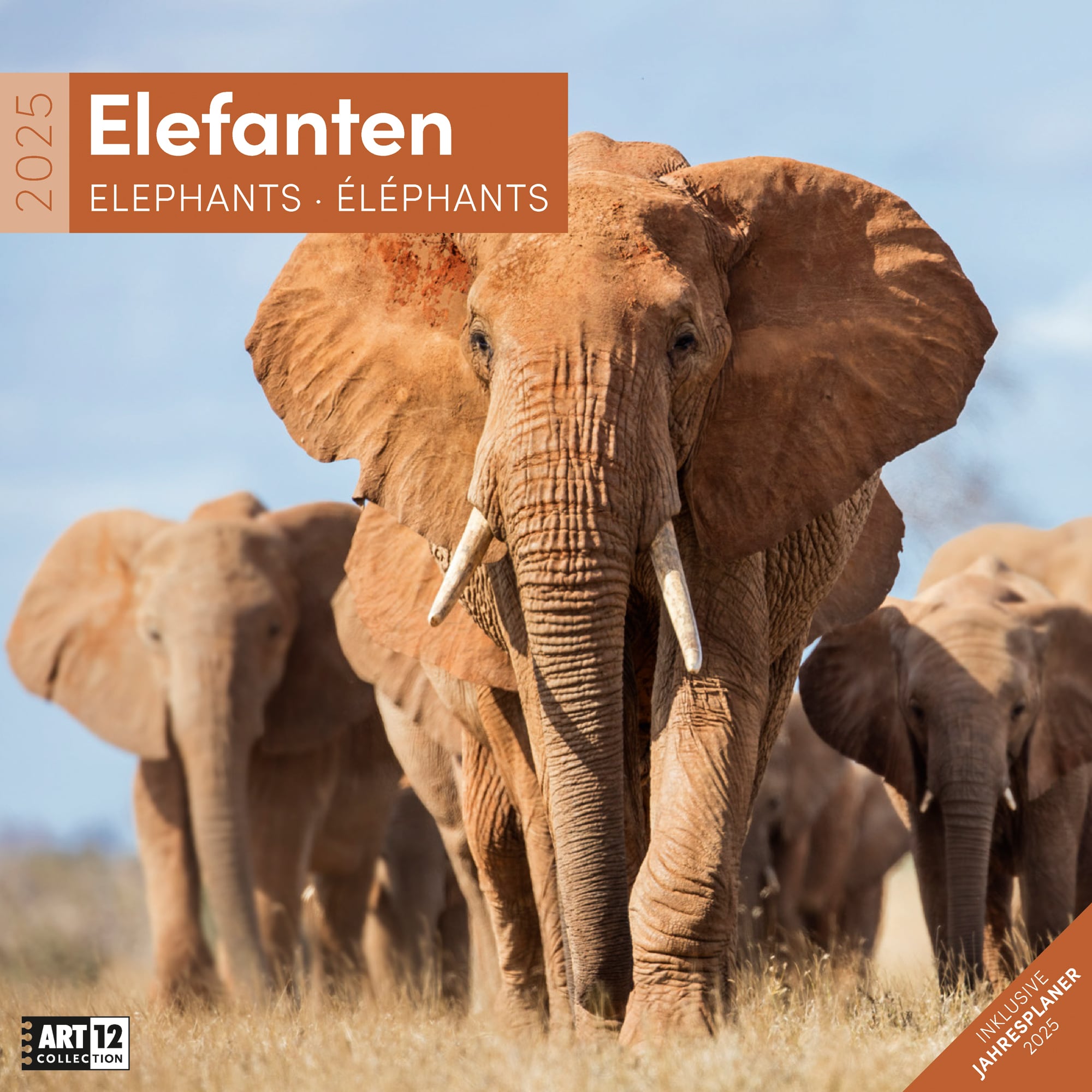 Art12 Collection Kalender Elefanten 2025 - 30x30 - Titelblatt