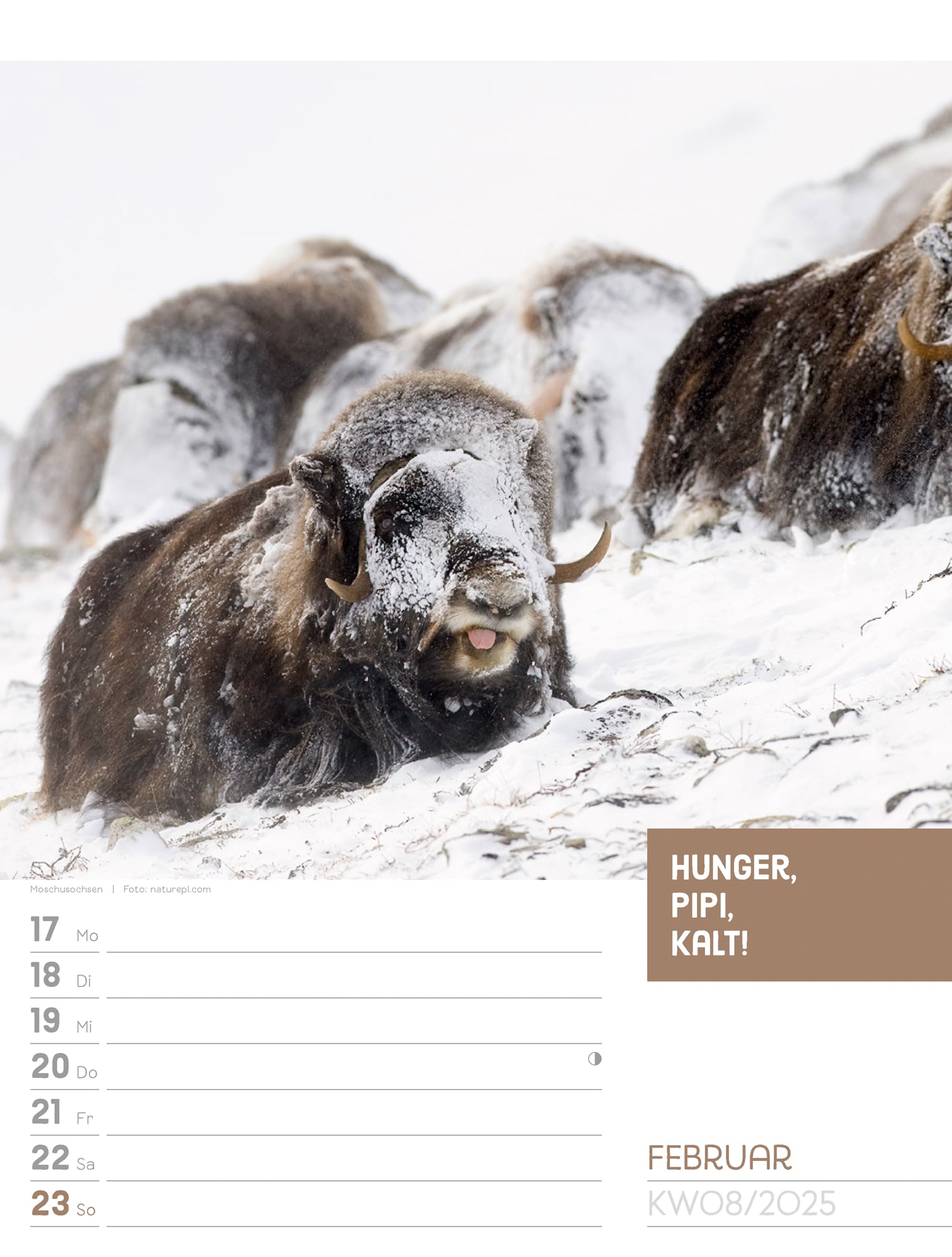 Ackermann Calendar Animals 2025 - Weekly Planner - Inside View 11