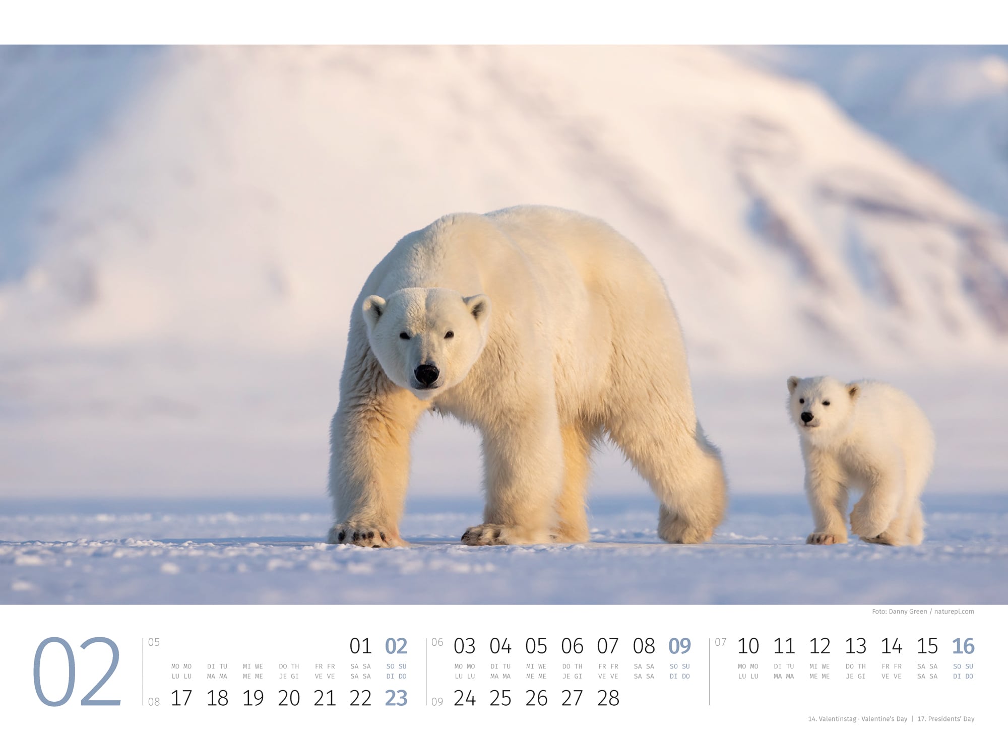 Ackermann Calendar Polar Bears 2025 - Inside View 02