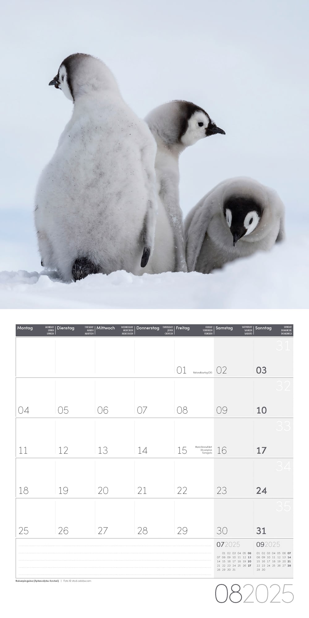 Art12 Collection Kalender Pinguine 2025 - 30x30 - Innenansicht 08