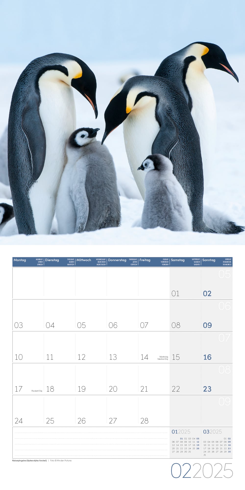 Art12 Collection Kalender Pinguine 2025 - 30x30 - Innenansicht 02