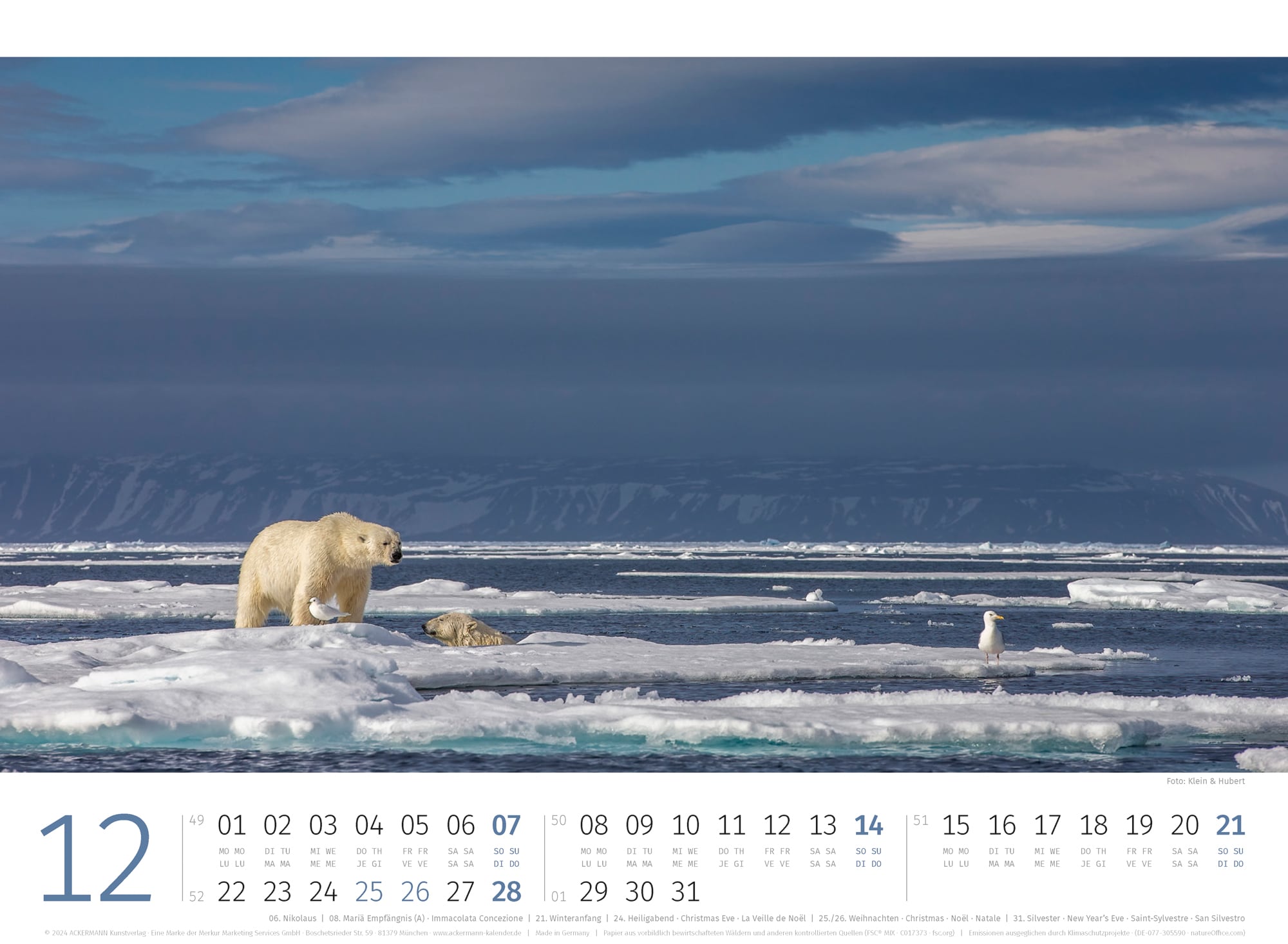 Ackermann Calendar Polar Bears 2025 - Inside View 12