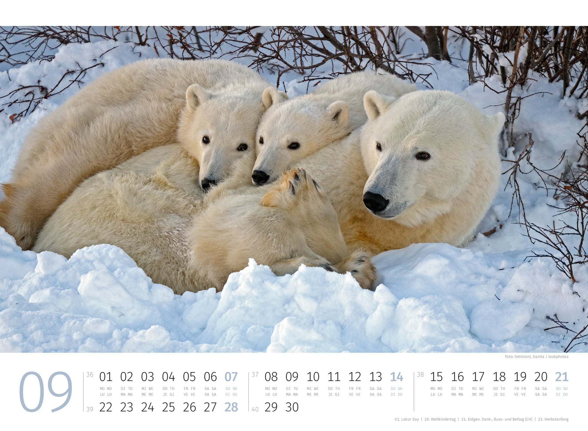 Ackermann Calendar Polar Bears 2025 - Inside View 09