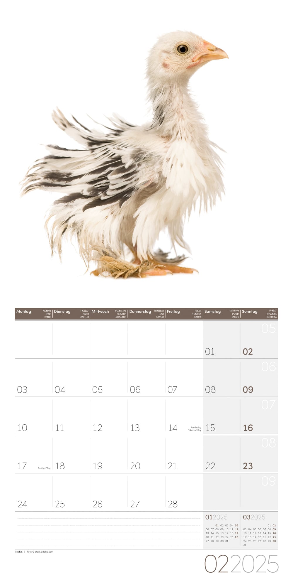 Art12 Collection Kalender Verrückte Hühner 2025 - 30x30 - Innenansicht 02