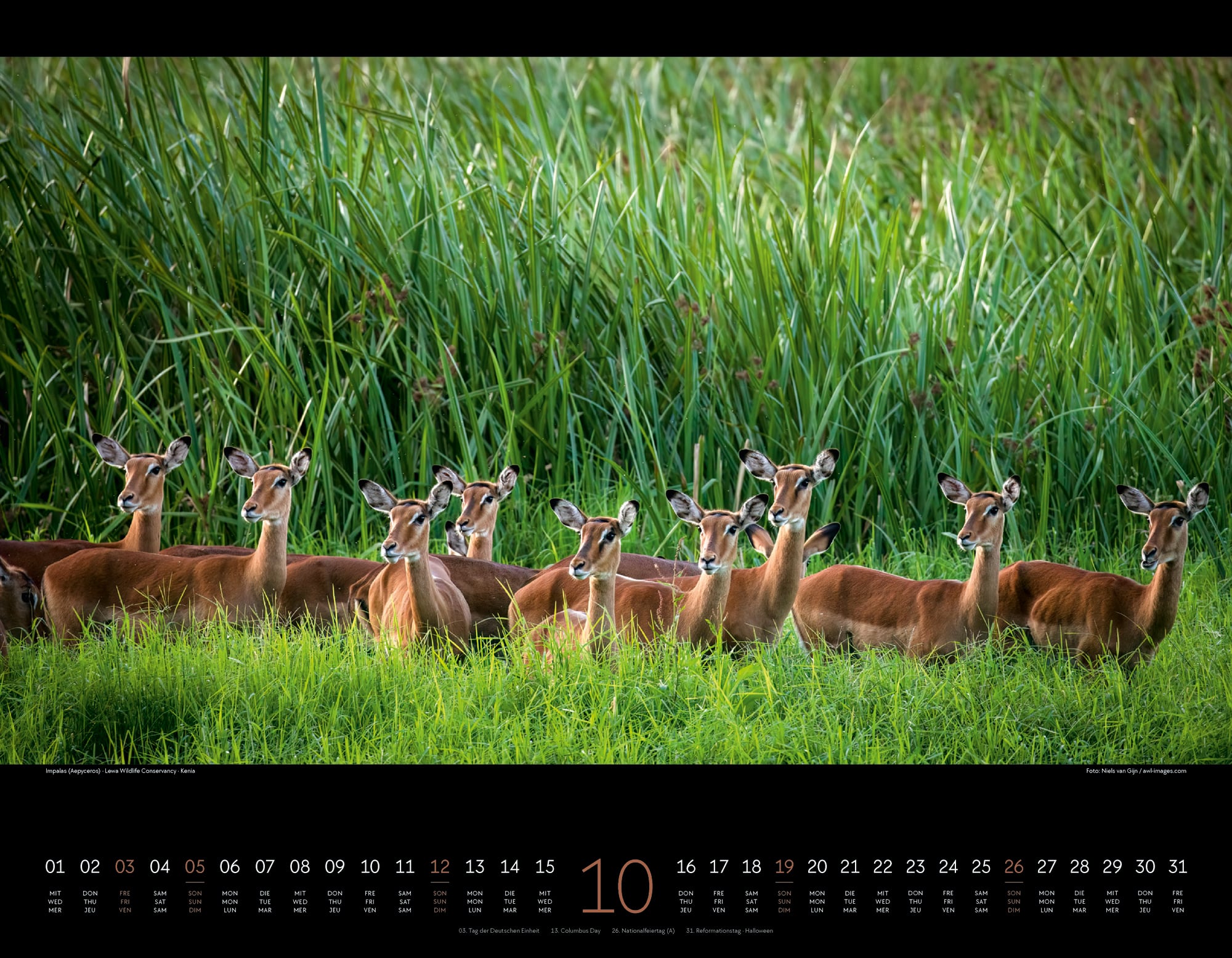 Ackermann Calendar Wild Africa 2025 - Inside View 10