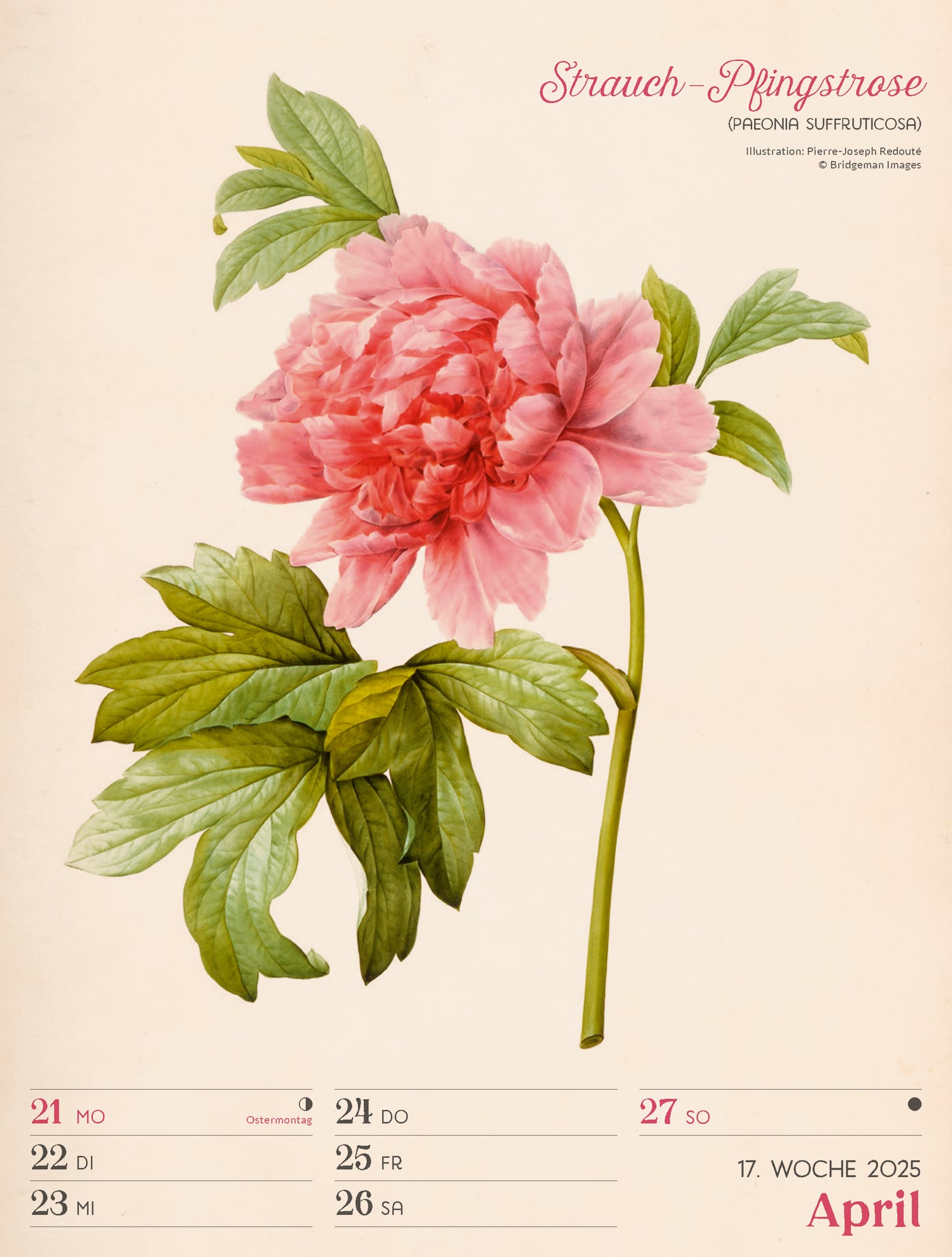Ackermann Calendar Ars Floralis 2025 - Weekly Planner - Inside View 20