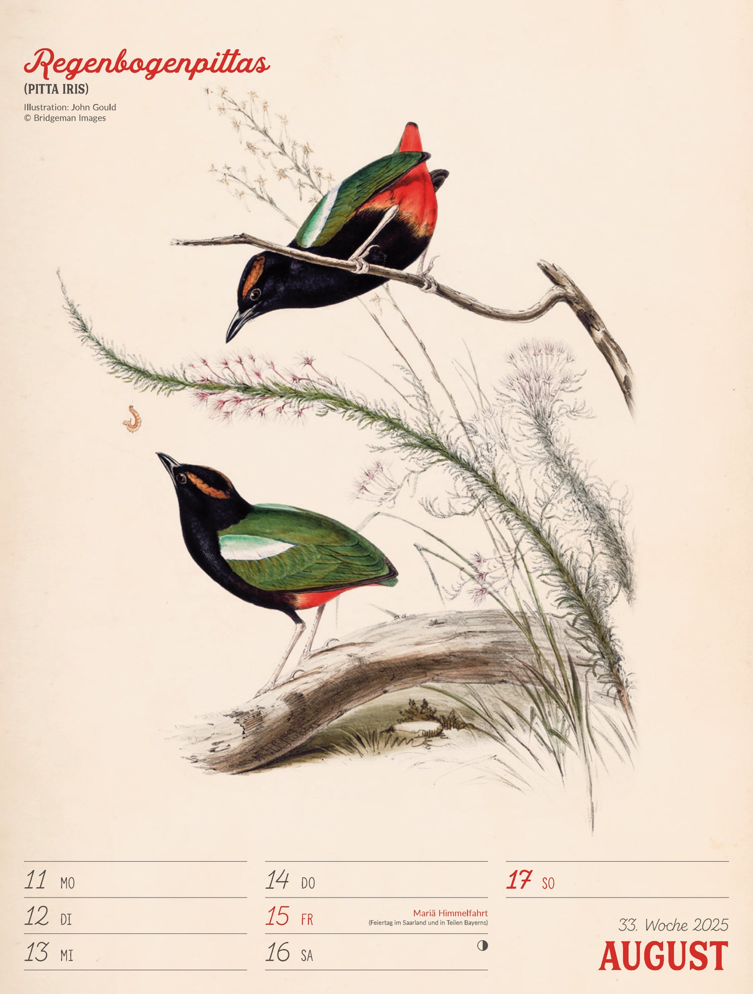 Ackermann Calendar The wonderful World of Birds 2025 - Weekly Planner - Inside View 36