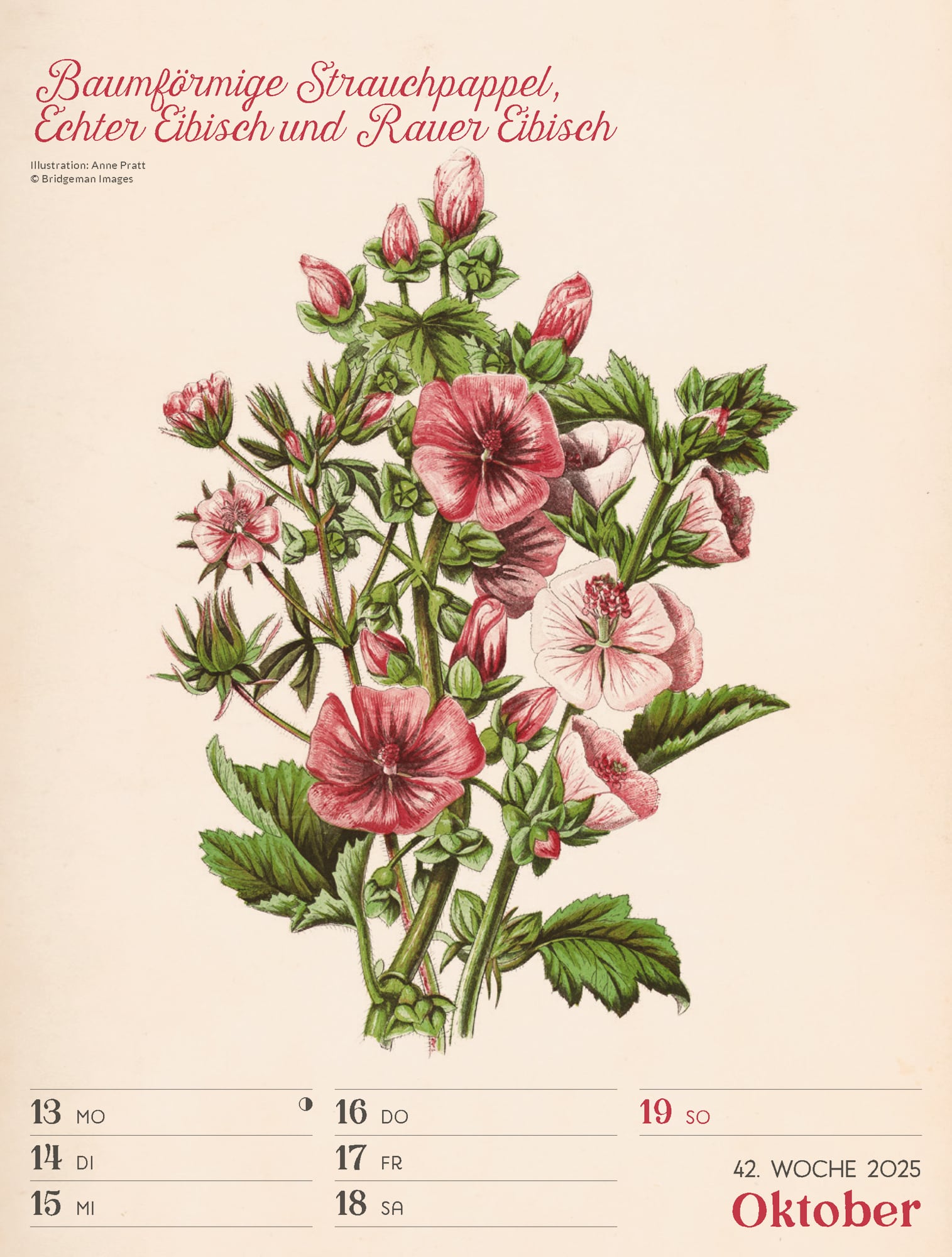 Ackermann Calendar Ars Floralis 2025 - Weekly Planner - Inside View 45