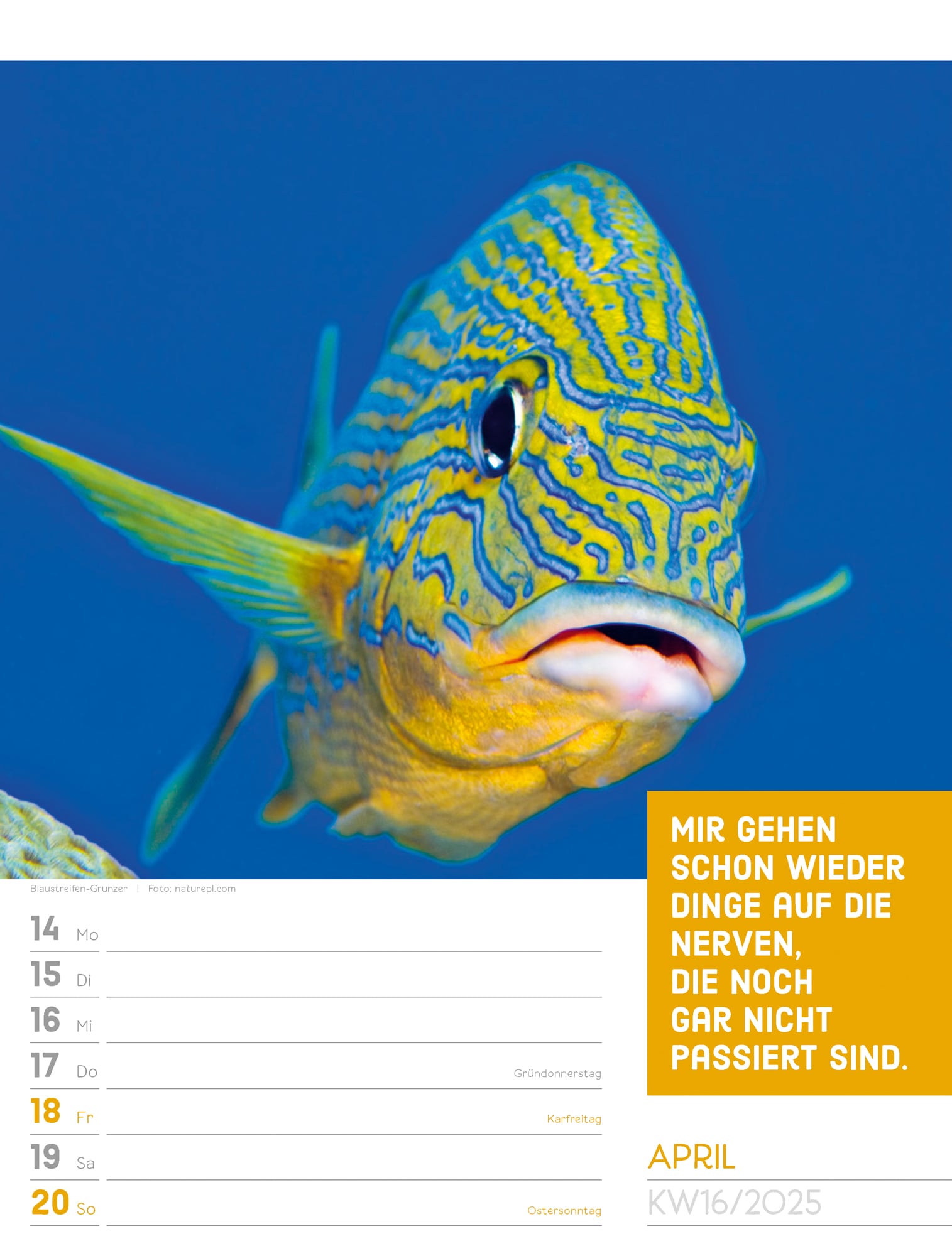 Ackermann Calendar Animals 2025 - Weekly Planner - Inside View 19