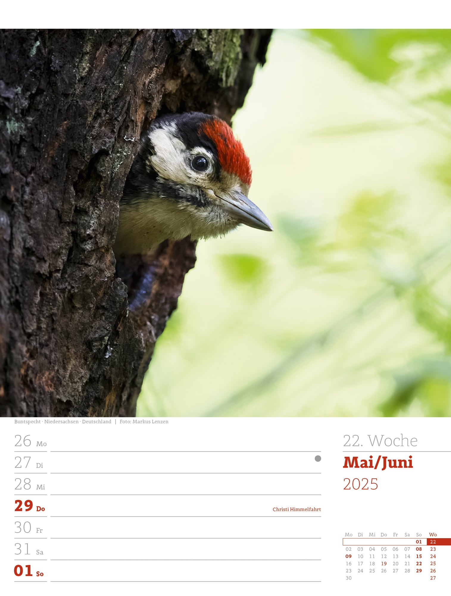 Ackermann Kalender Unser Wald - Wochenplaner 2025 - Innenansicht 25