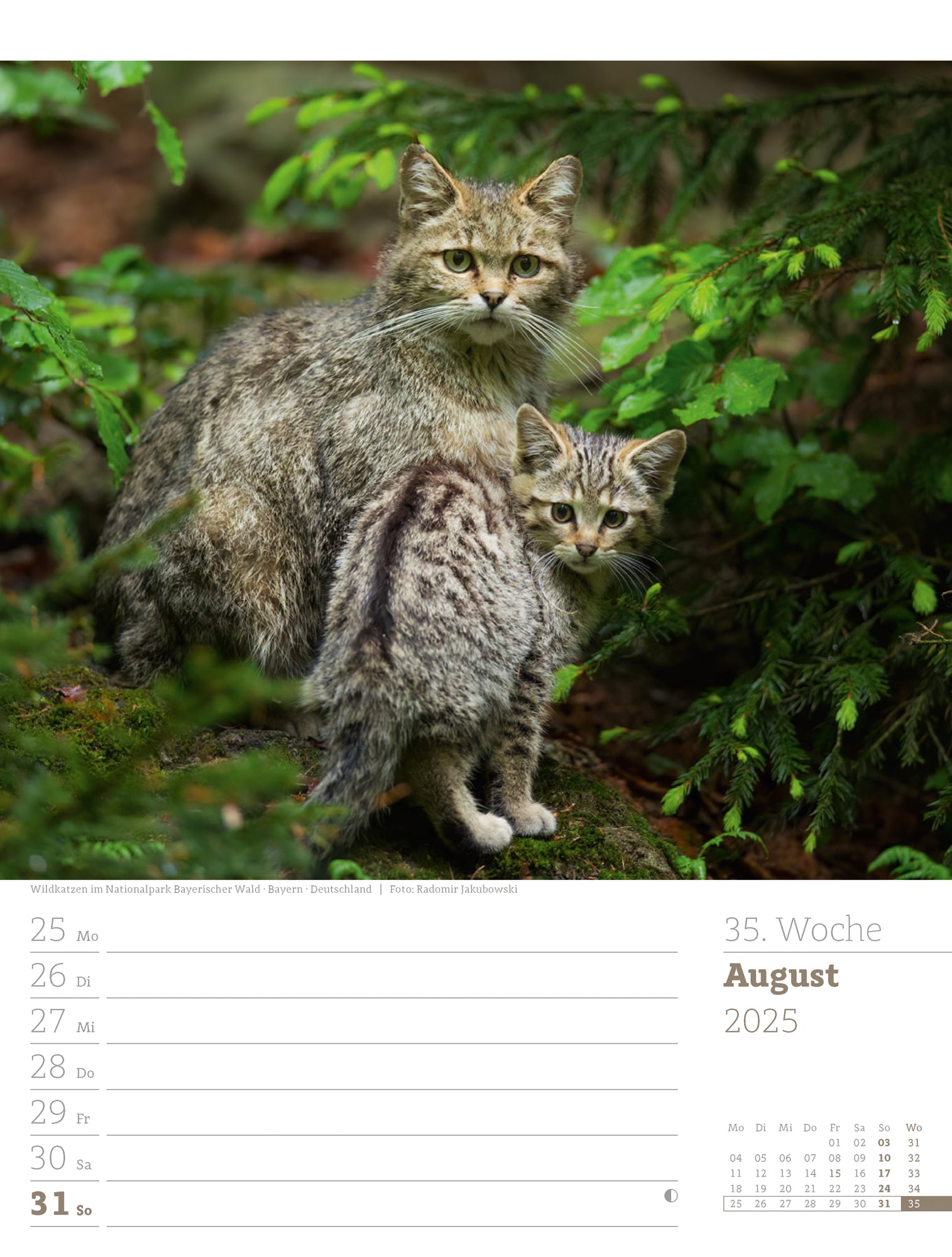 Ackermann Calendar Our Forest 2025 - Weekly Planner - Inside View 38