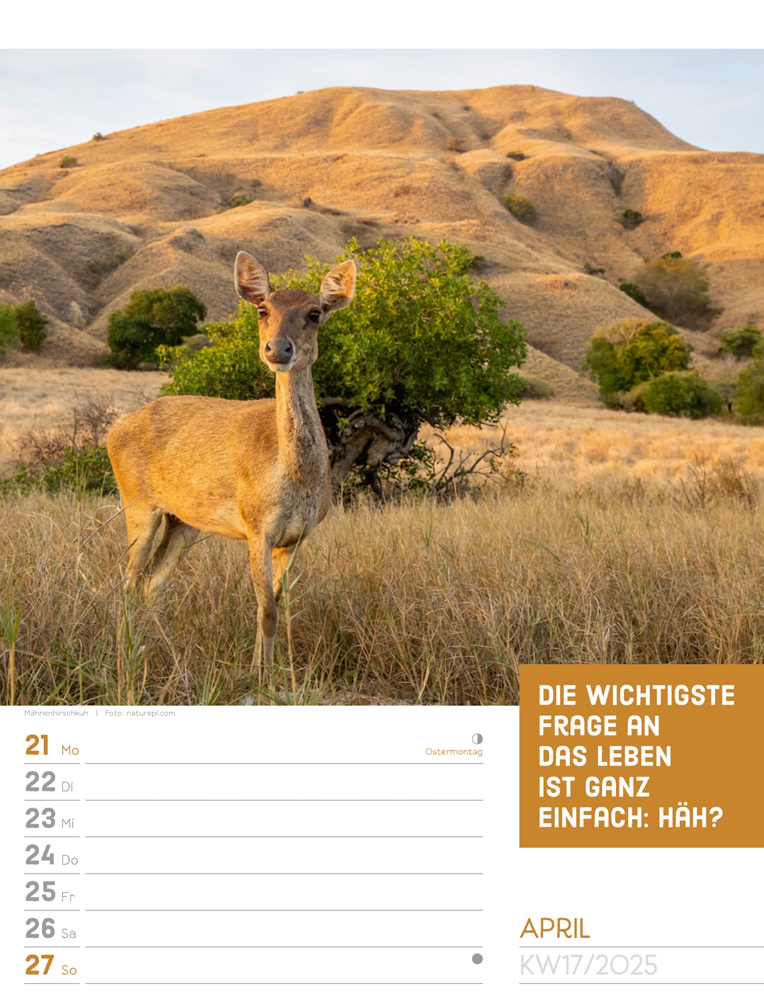 Ackermann Calendar Animals 2025 - Weekly Planner - Inside View 20