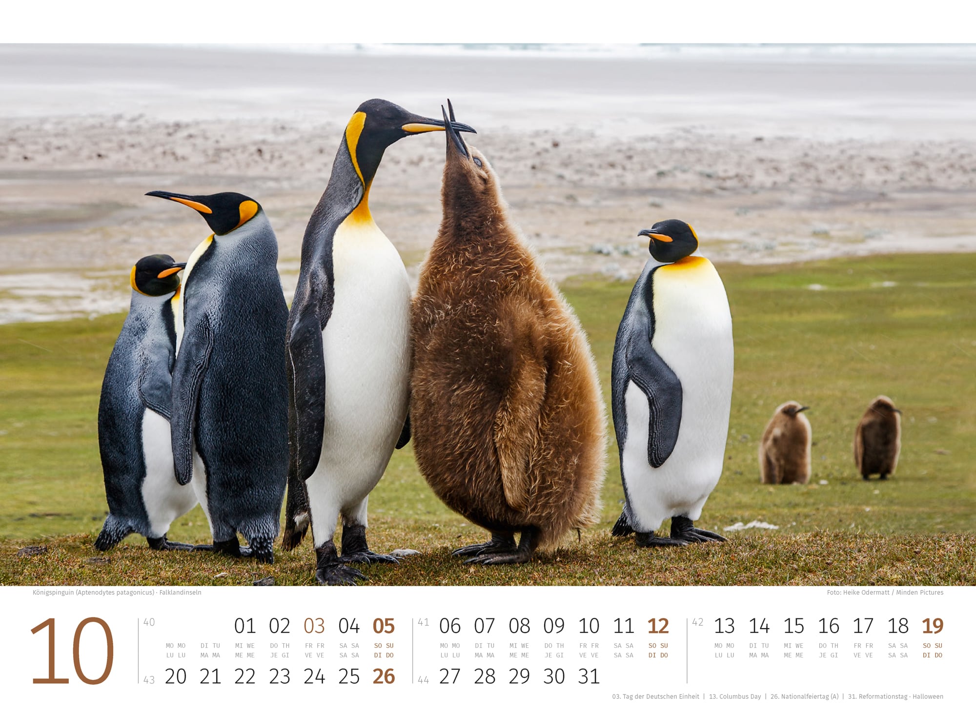 Ackermann Calendar Penguins 2025 - Inside View 10