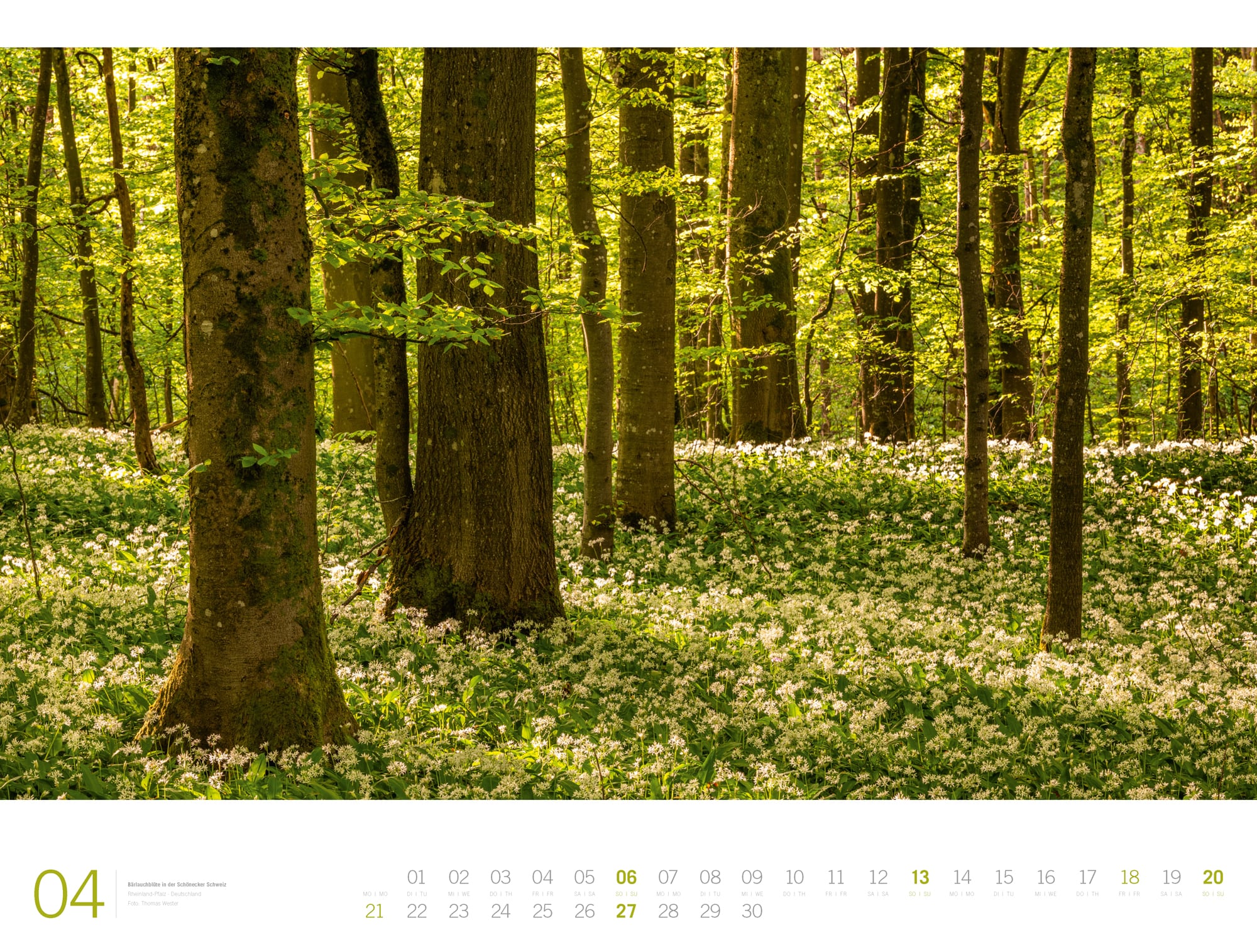 Ackermann Calendar Forest - Gallery 2025 - Inside View 04