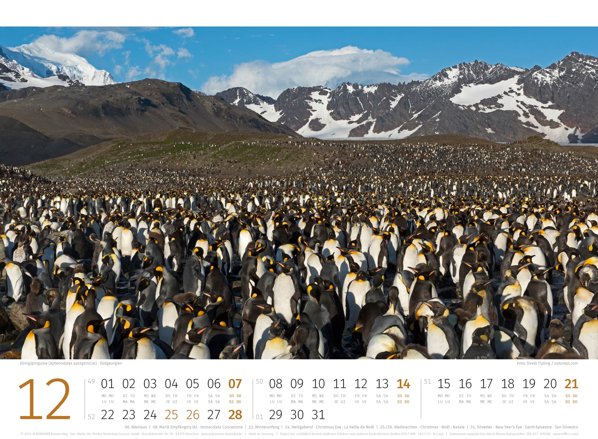 Ackermann Kalender Pinguine 2025 - Innenansicht 12