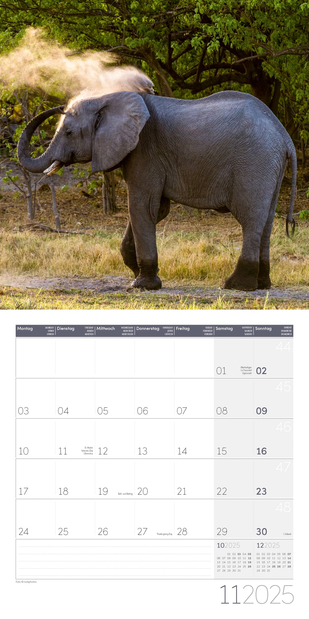 Art12 Collection Kalender Elefanten 2025 - 30x30 - Innenansicht 11