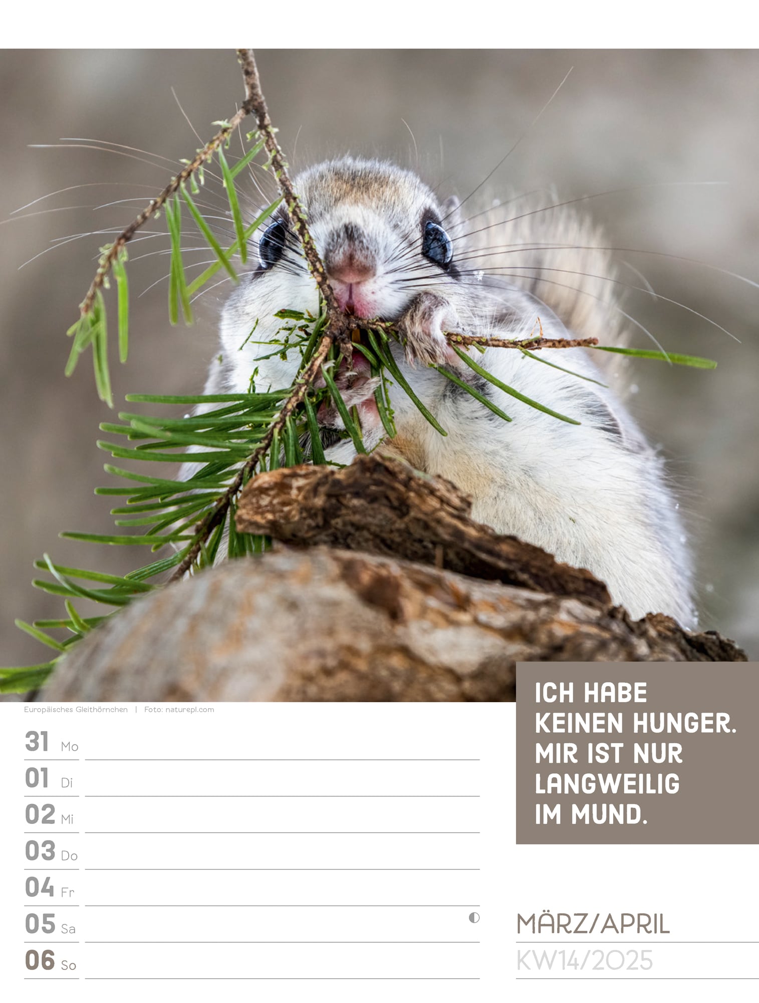 Ackermann Calendar Animals 2025 - Weekly Planner - Inside View 17