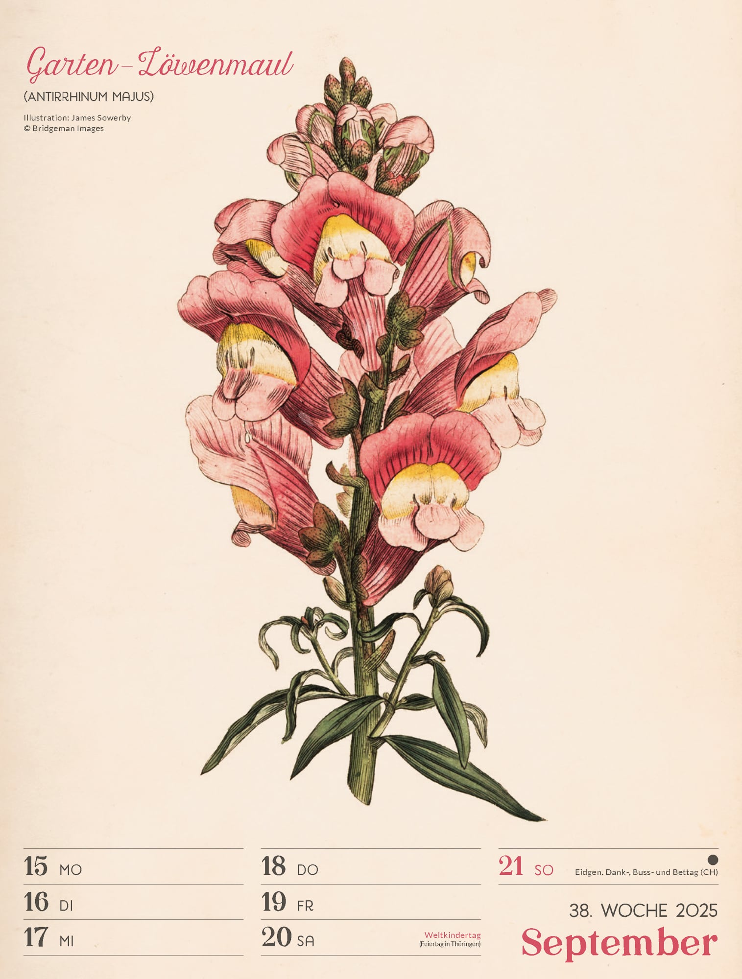 Ackermann Calendar Ars Floralis 2025 - Weekly Planner - Inside View 41