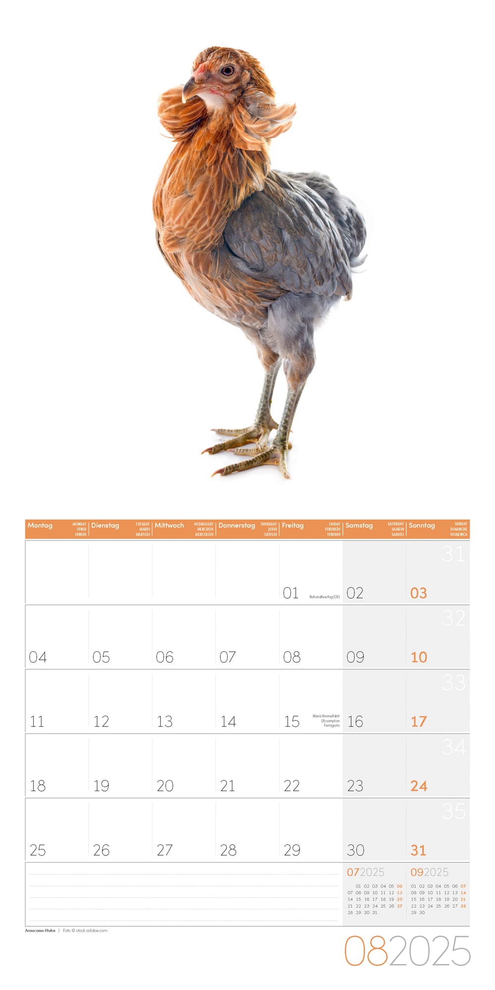 Art12 Collection Kalender Verrückte Hühner 2025 - 30x30 - Innenansicht 08