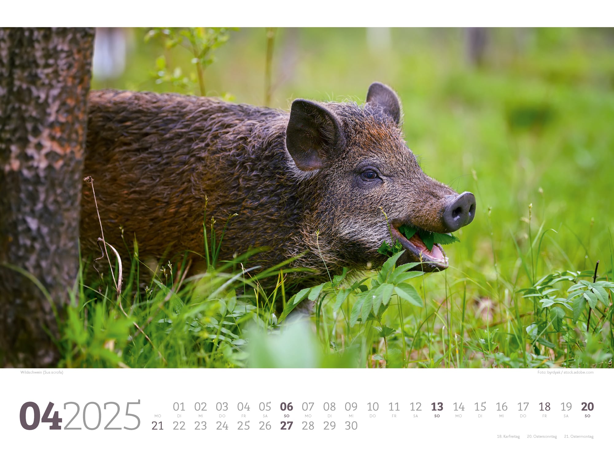 Ackermann Kalender Tierwelt Wald 2025 - Innenansicht 04