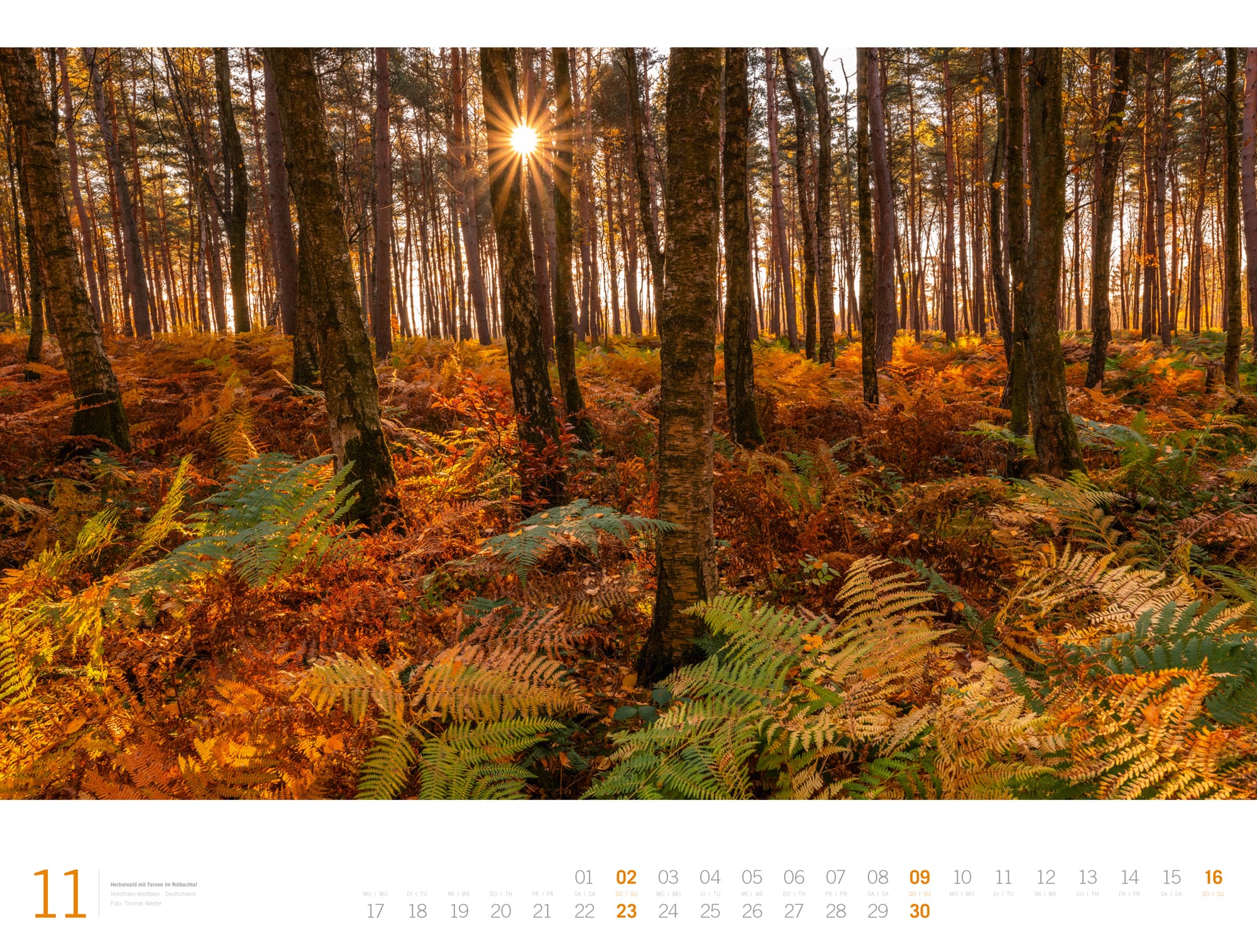 Ackermann Calendar Forest - Gallery 2025 - Inside View 11