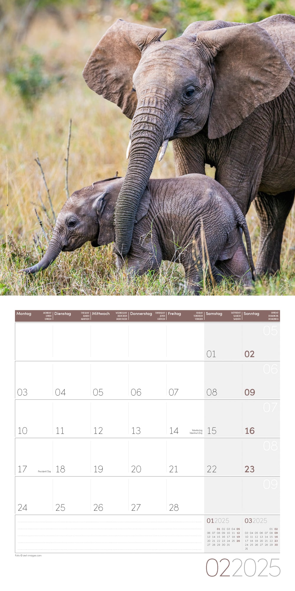 Art12 Collection Kalender Elefanten 2025 - 30x30 - Innenansicht 02