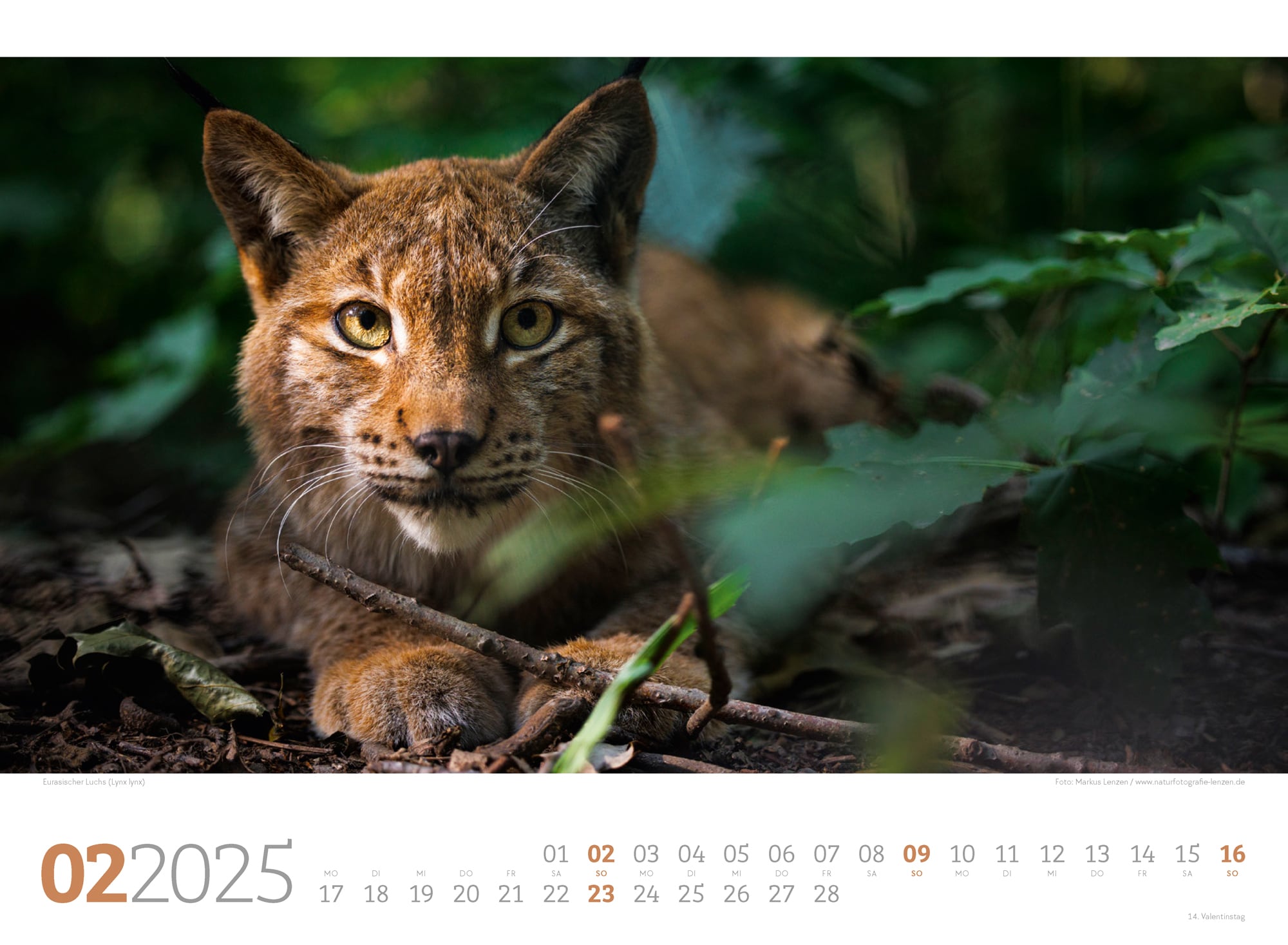 Ackermann Kalender Tierwelt Wald 2025 - Innenansicht 02