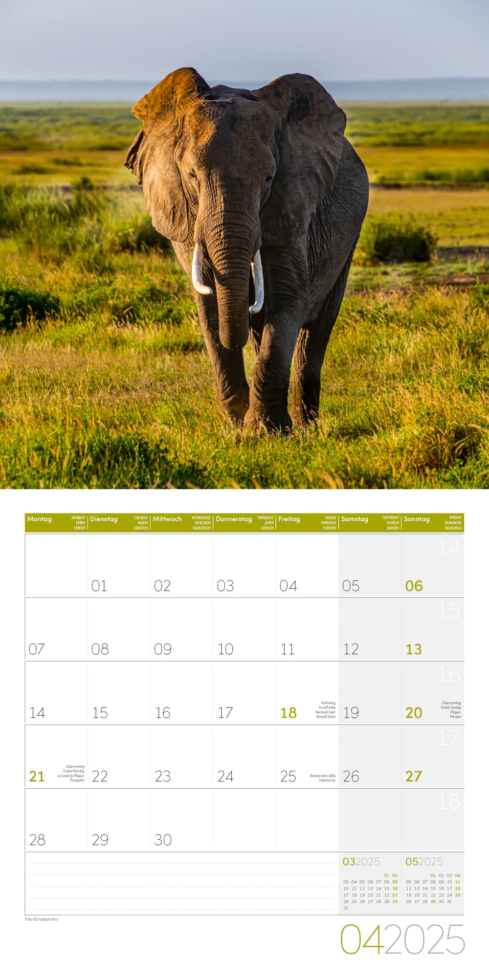 Art12 Collection Kalender Elefanten 2025 - 30x30 - Innenansicht 04