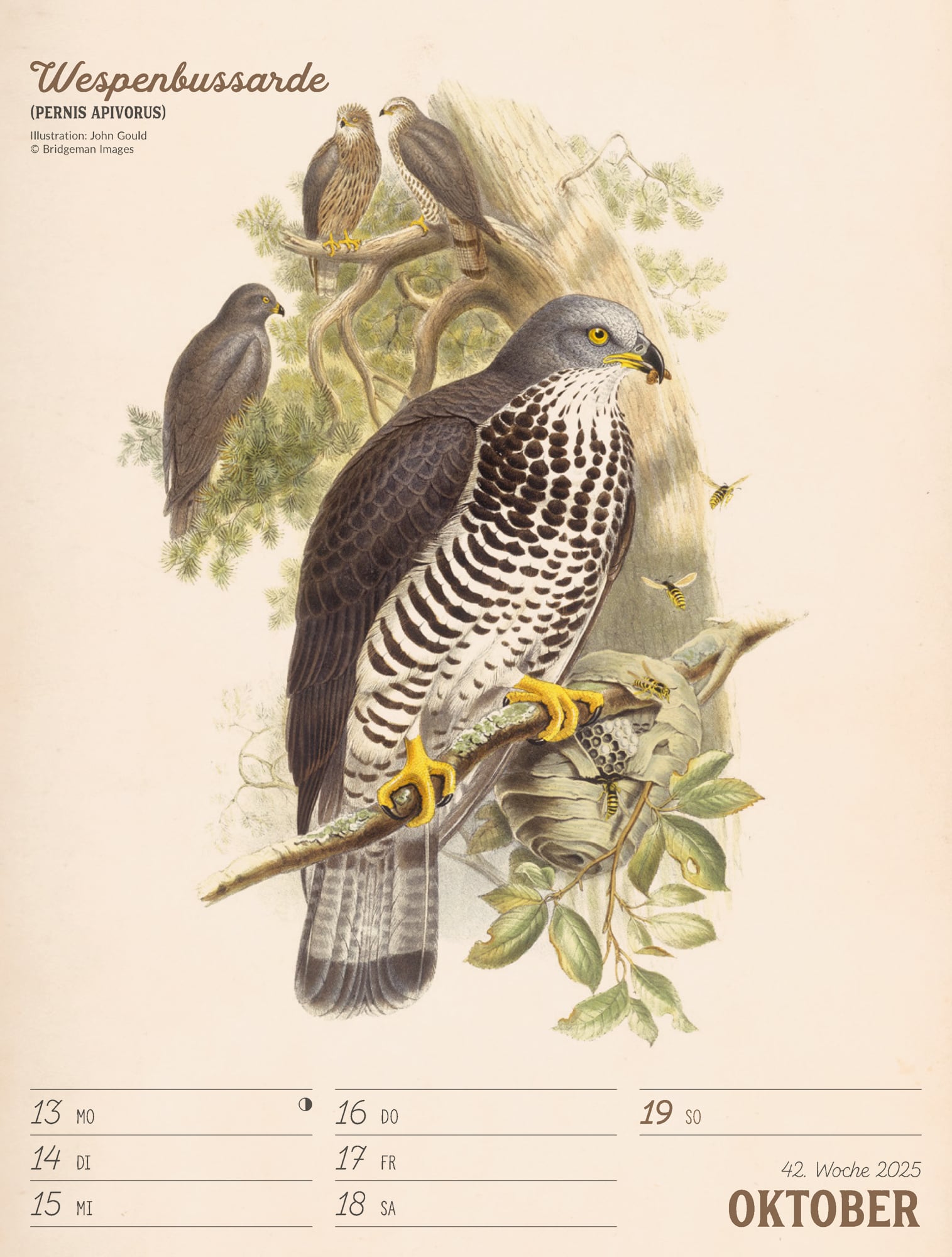 Ackermann Calendar The wonderful World of Birds 2025 - Weekly Planner - Inside View 45