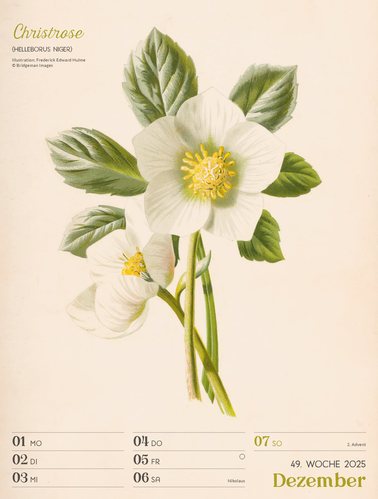 Ackermann Calendar Ars Floralis 2025 - Weekly Planner - Inside View 52