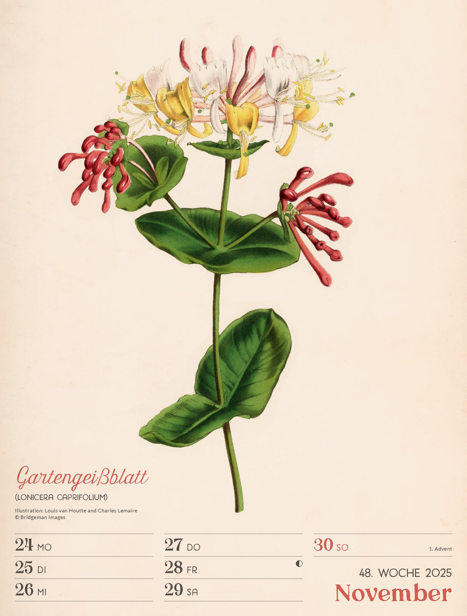 Ackermann Calendar Ars Floralis 2025 - Weekly Planner - Inside View 51