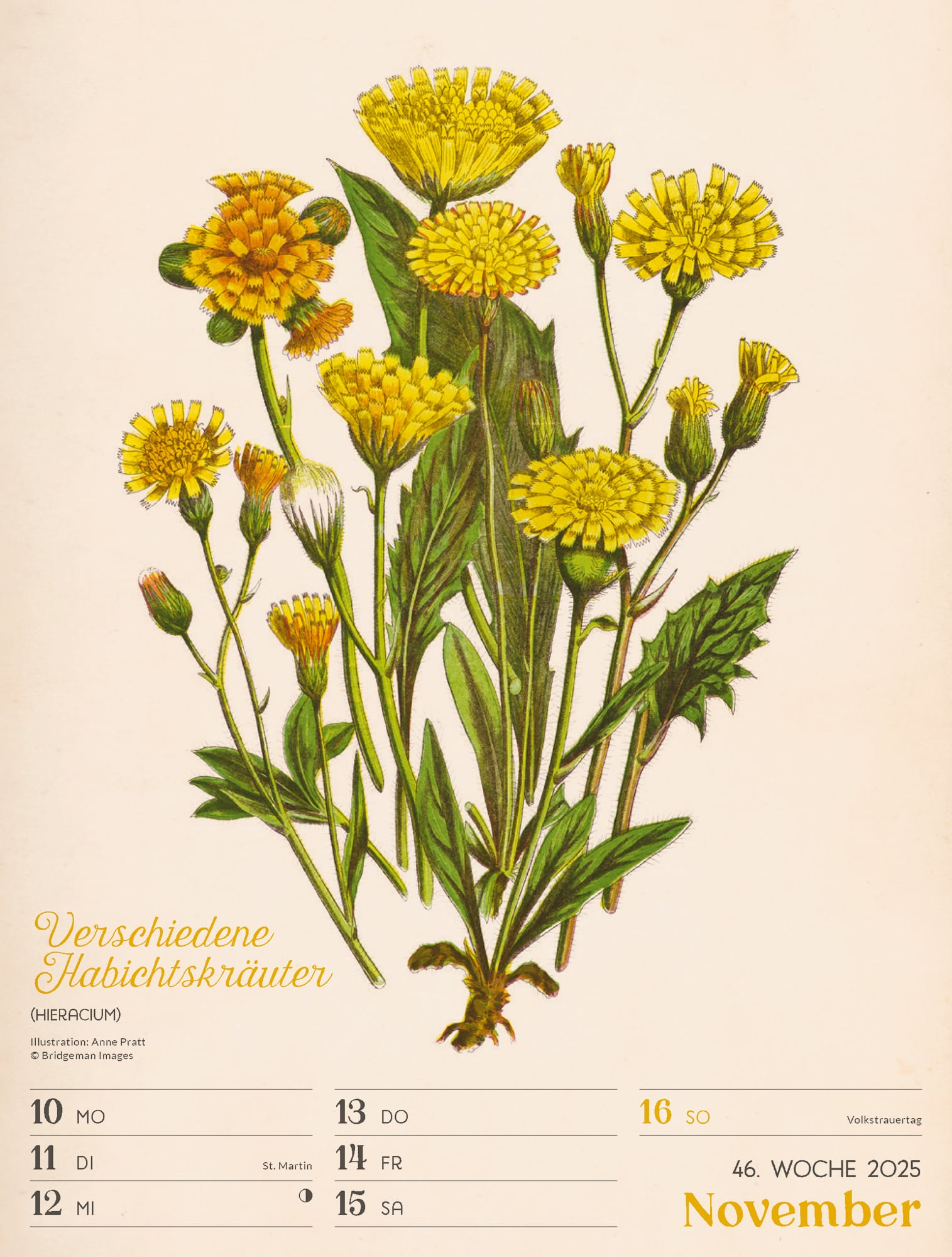 Ackermann Calendar Ars Floralis 2025 - Weekly Planner - Inside View 49