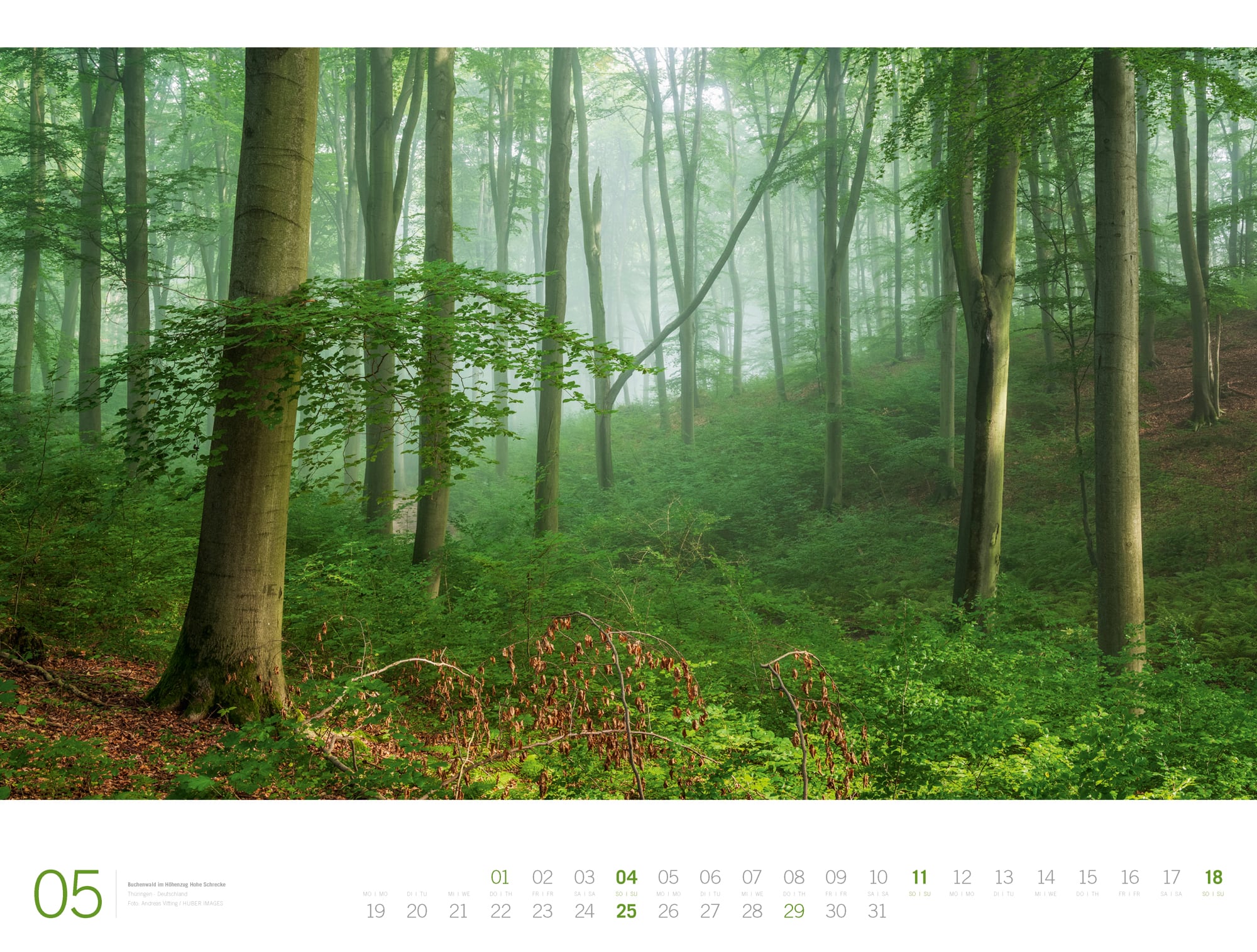 Ackermann Calendar Forest - Gallery 2025 - Inside View 05
