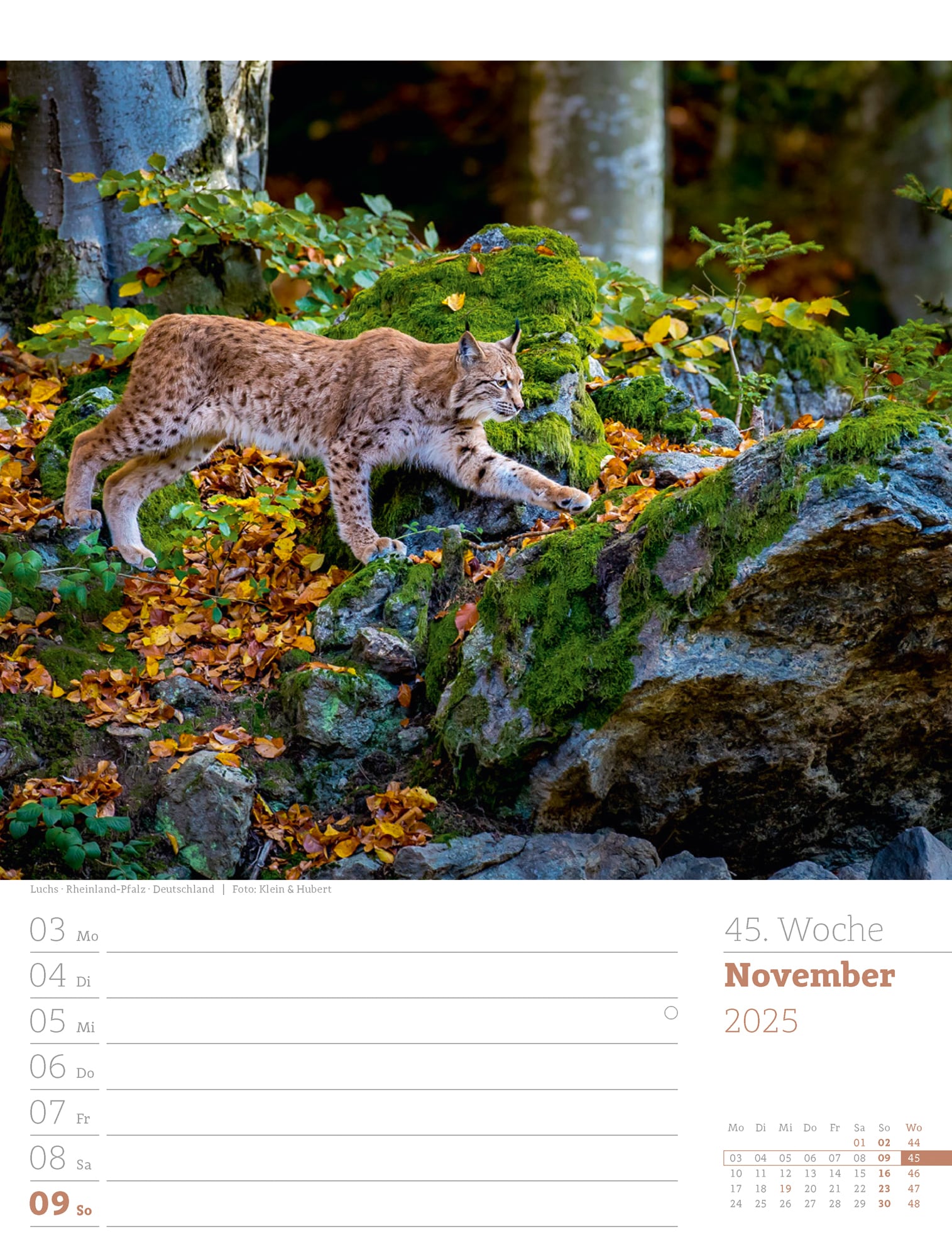 Ackermann Calendar Our Forest 2025 - Weekly Planner - Inside View 48