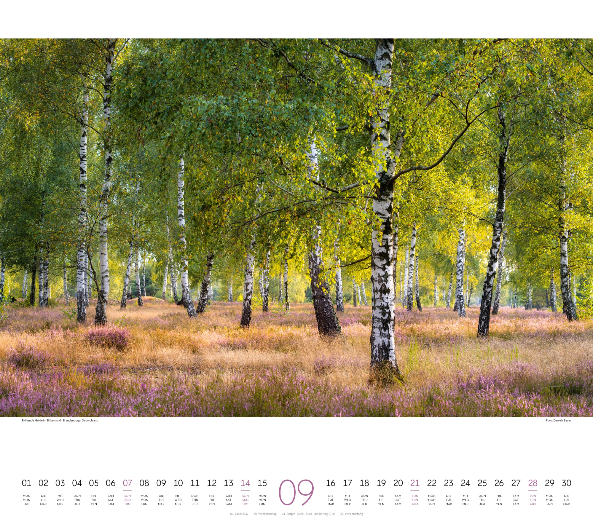 Ackermann Kalender Wald 2025 - Innenansicht 09