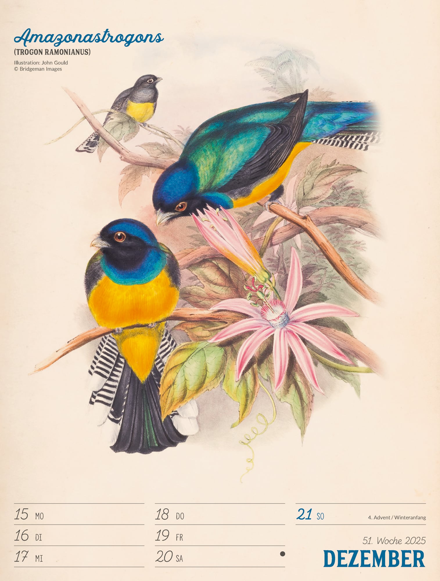 Ackermann Calendar The wonderful World of Birds 2025 - Weekly Planner - Inside View 54