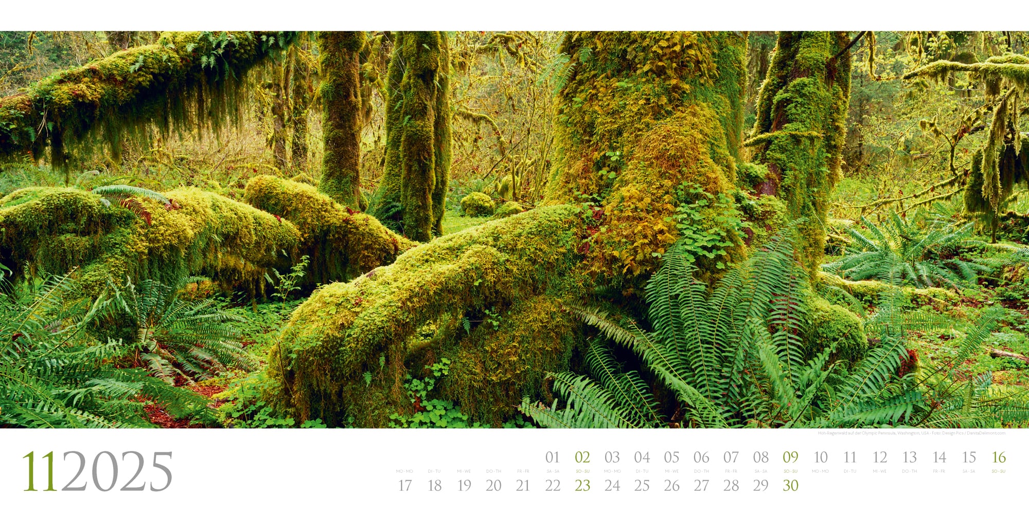 Ackermann Calendar Wild Forests 2025 - Inside View 11