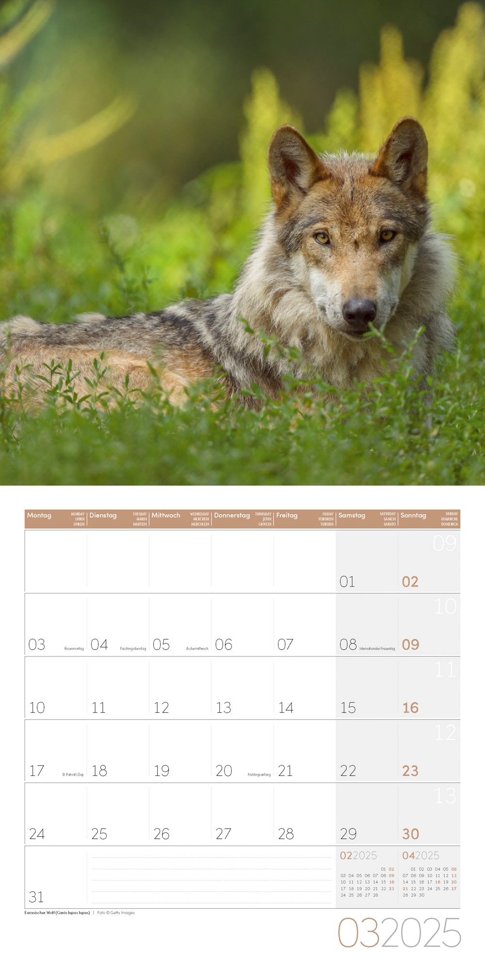 Art12 Collection Kalender Heimische Wildtiere 2025 - 30x30 - Innenansicht 03