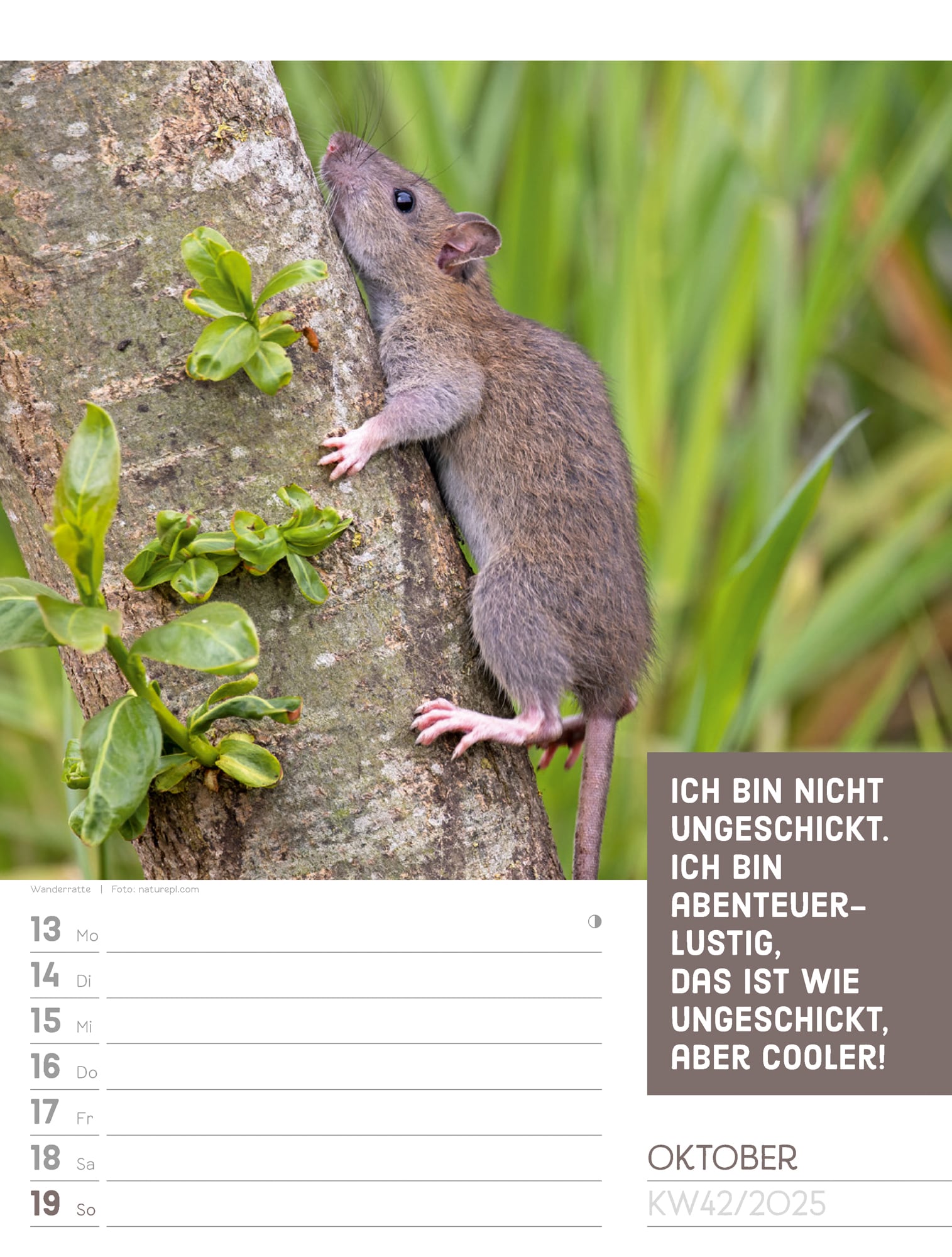 Ackermann Calendar Animals 2025 - Weekly Planner - Inside View 45