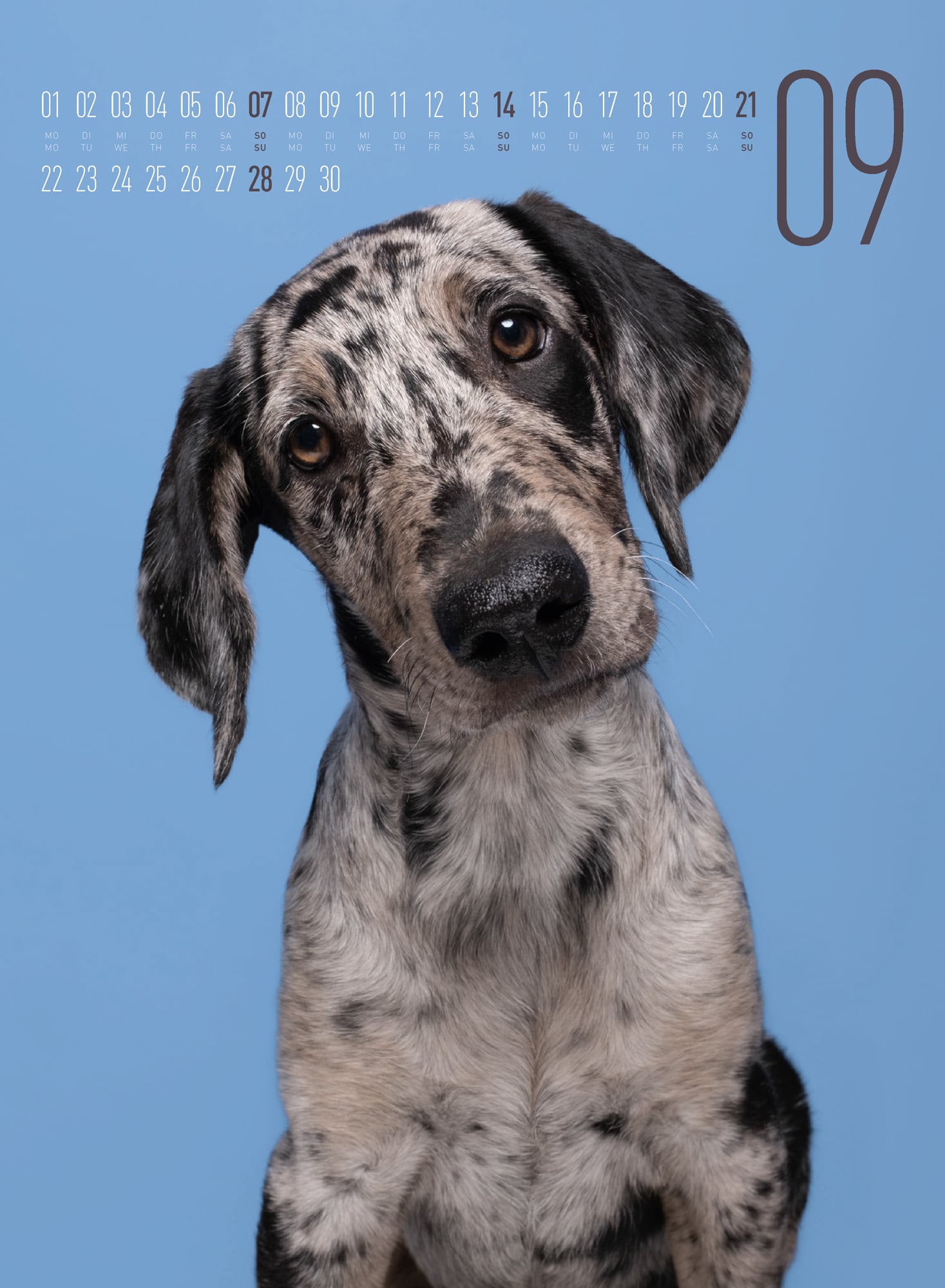 Ackermann Calendar Funny Dogs 2025 - Inside View 09